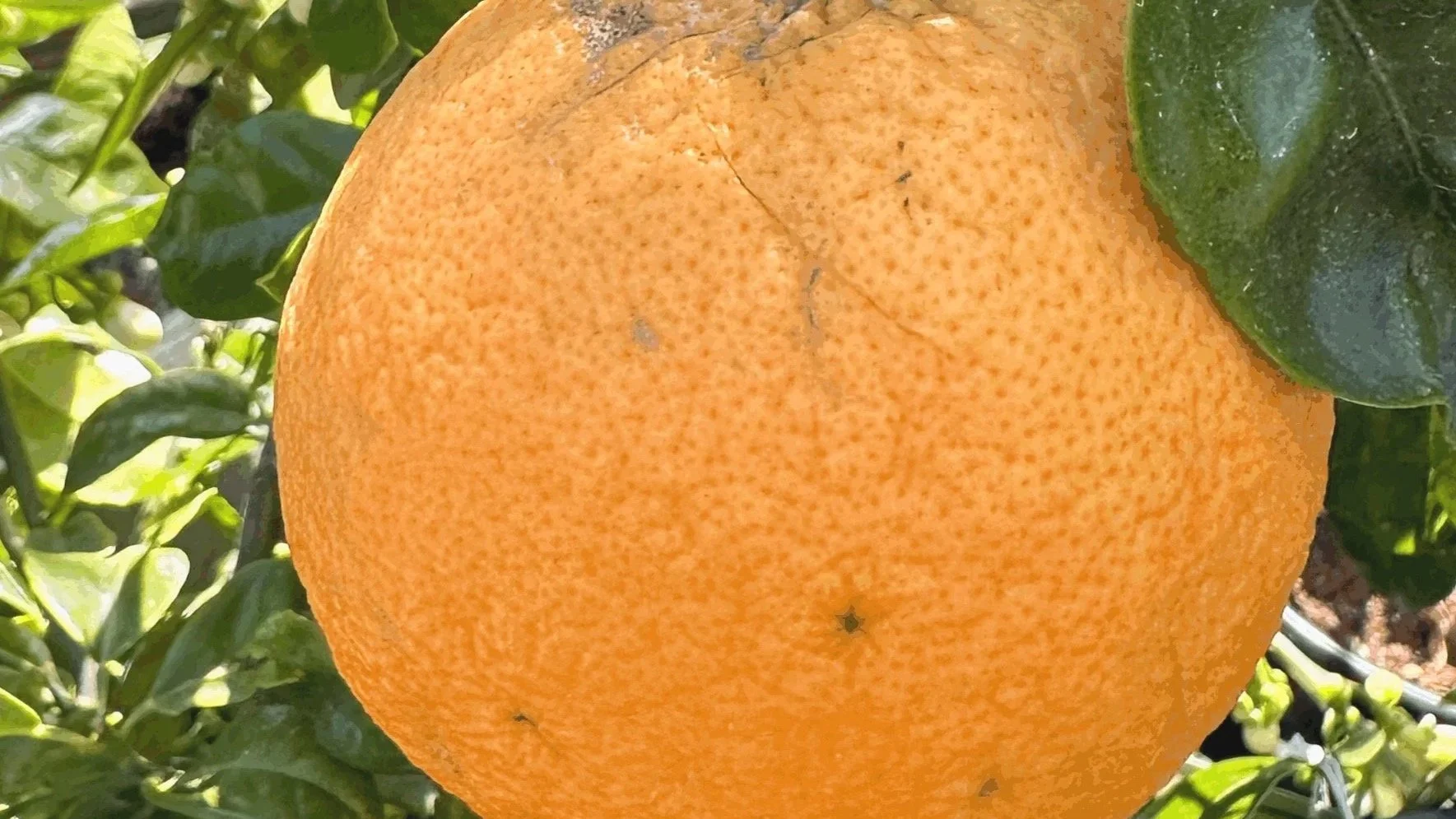 Grapefruit