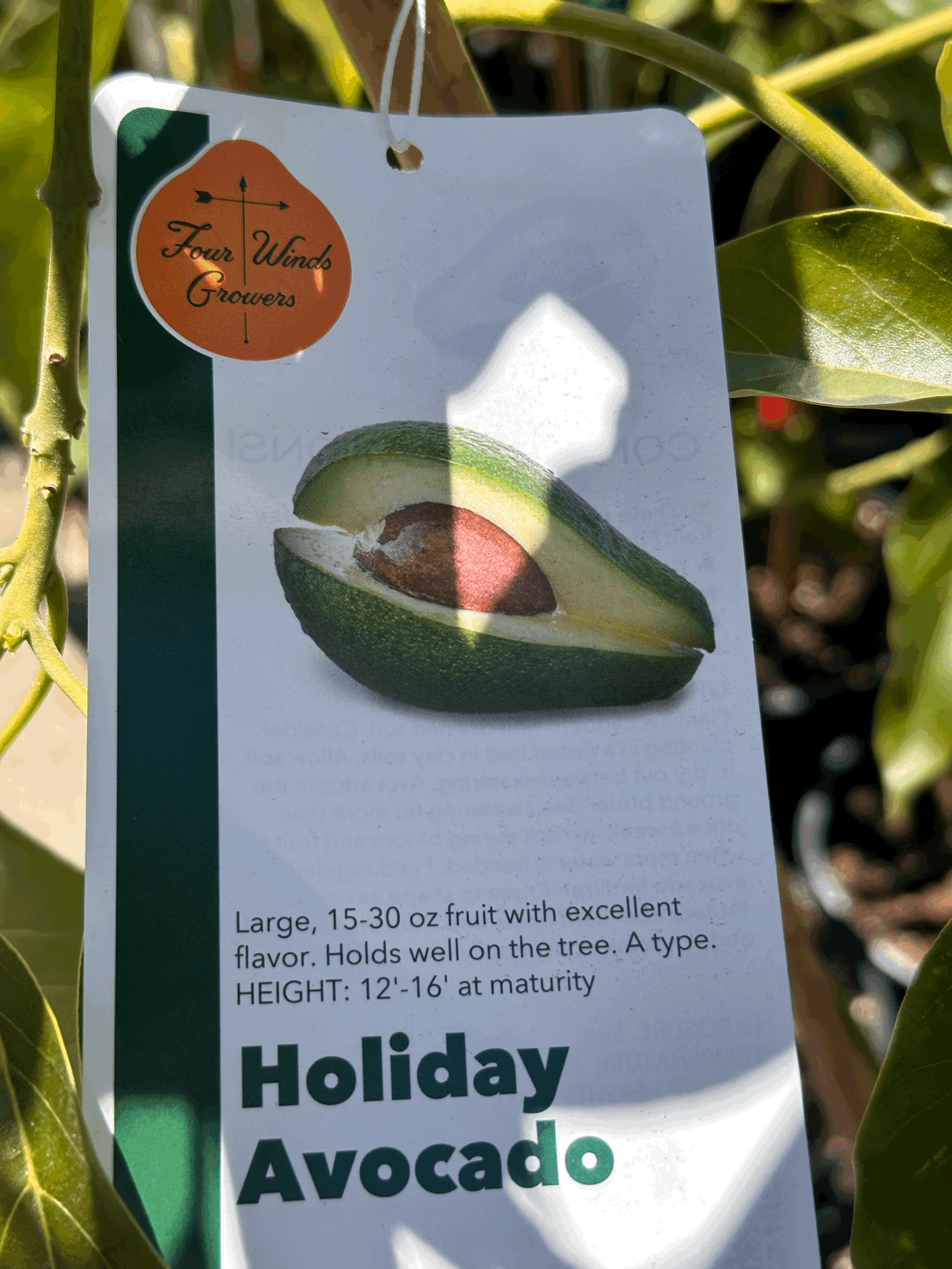 Avocado - Holiday