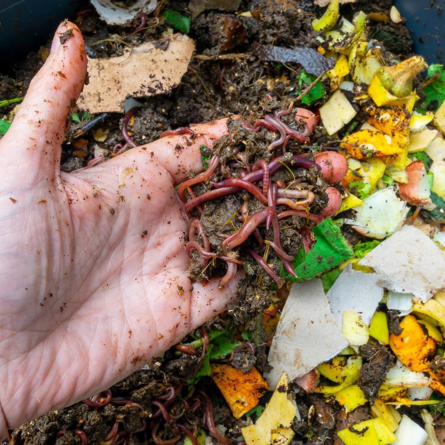 Red Worms Worm Composting — East Bay Nursery