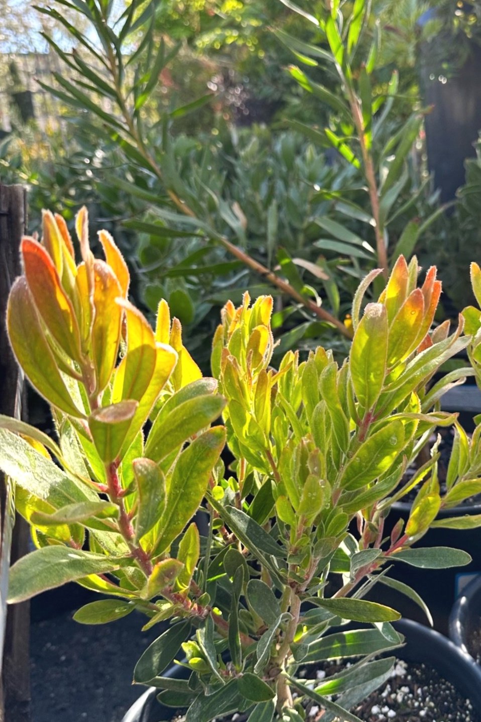 An Image of the colorful foliage of Protea ‘Pink Ice’