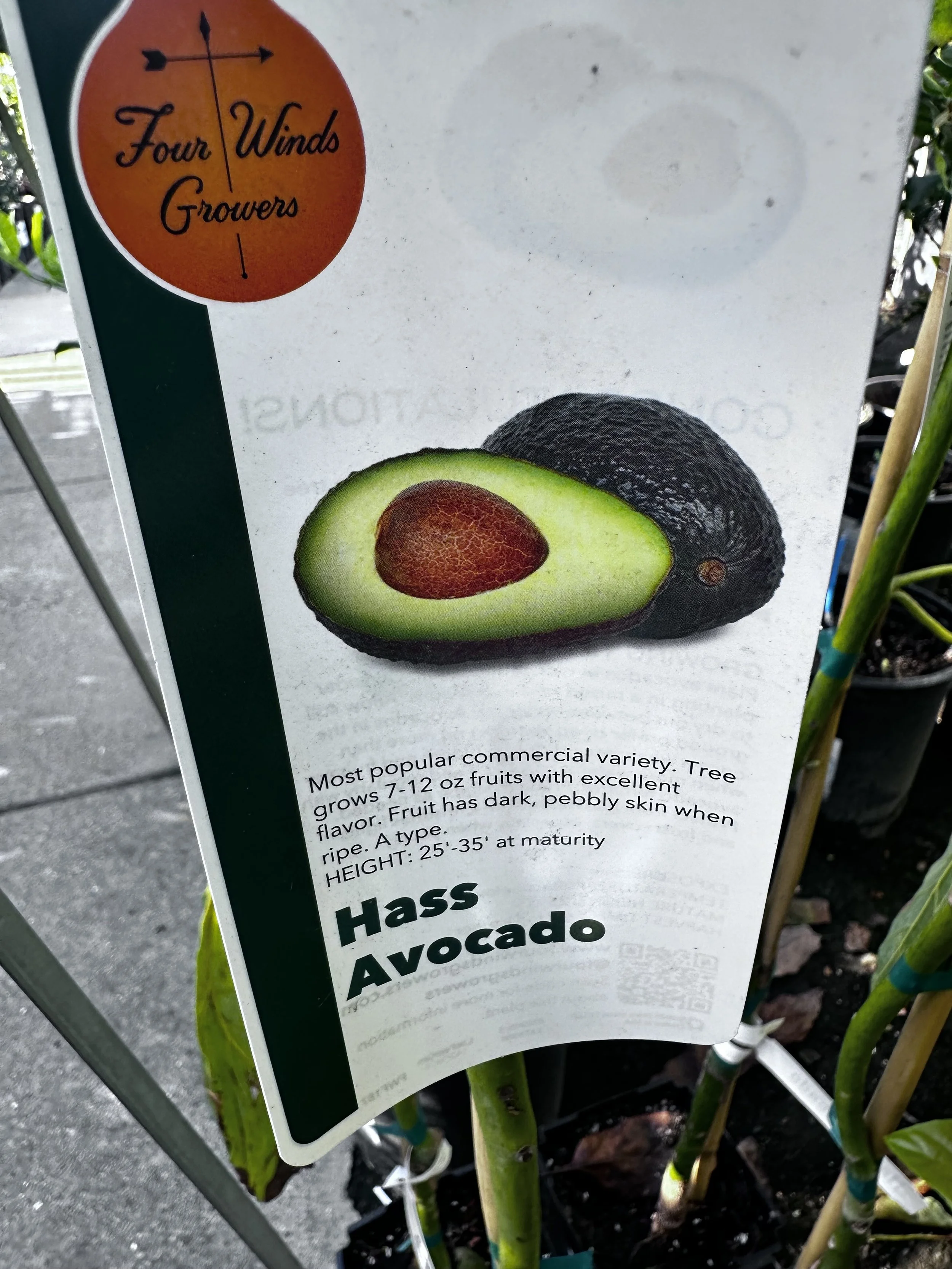 Avocado - Hass
