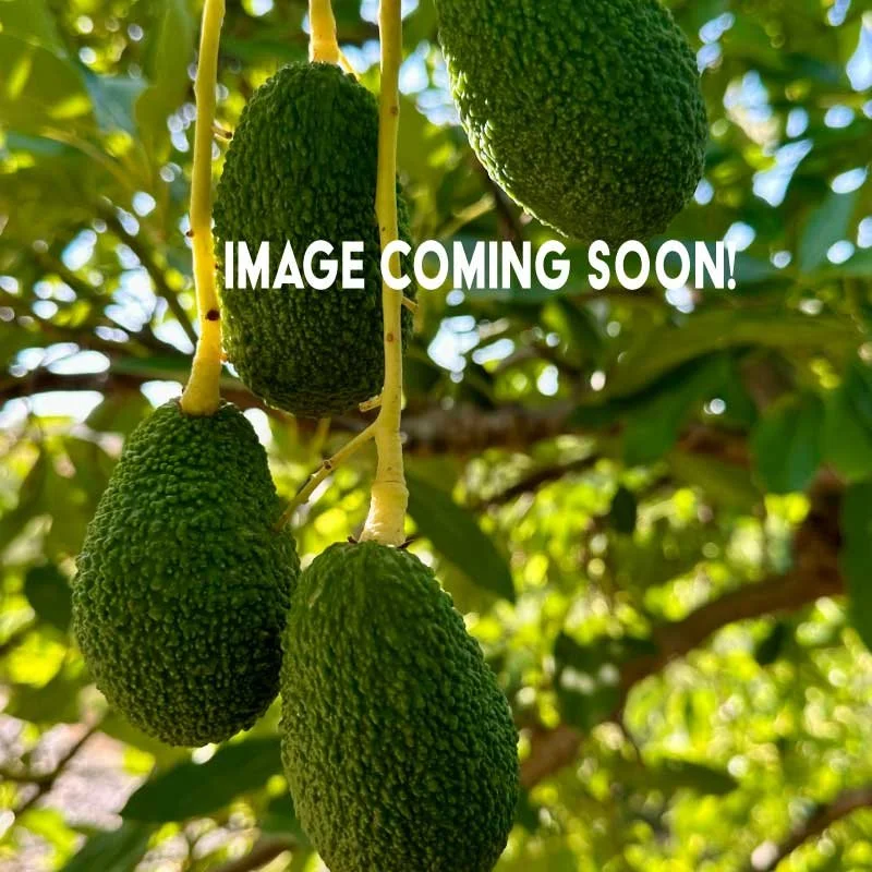 Avocado - Gem