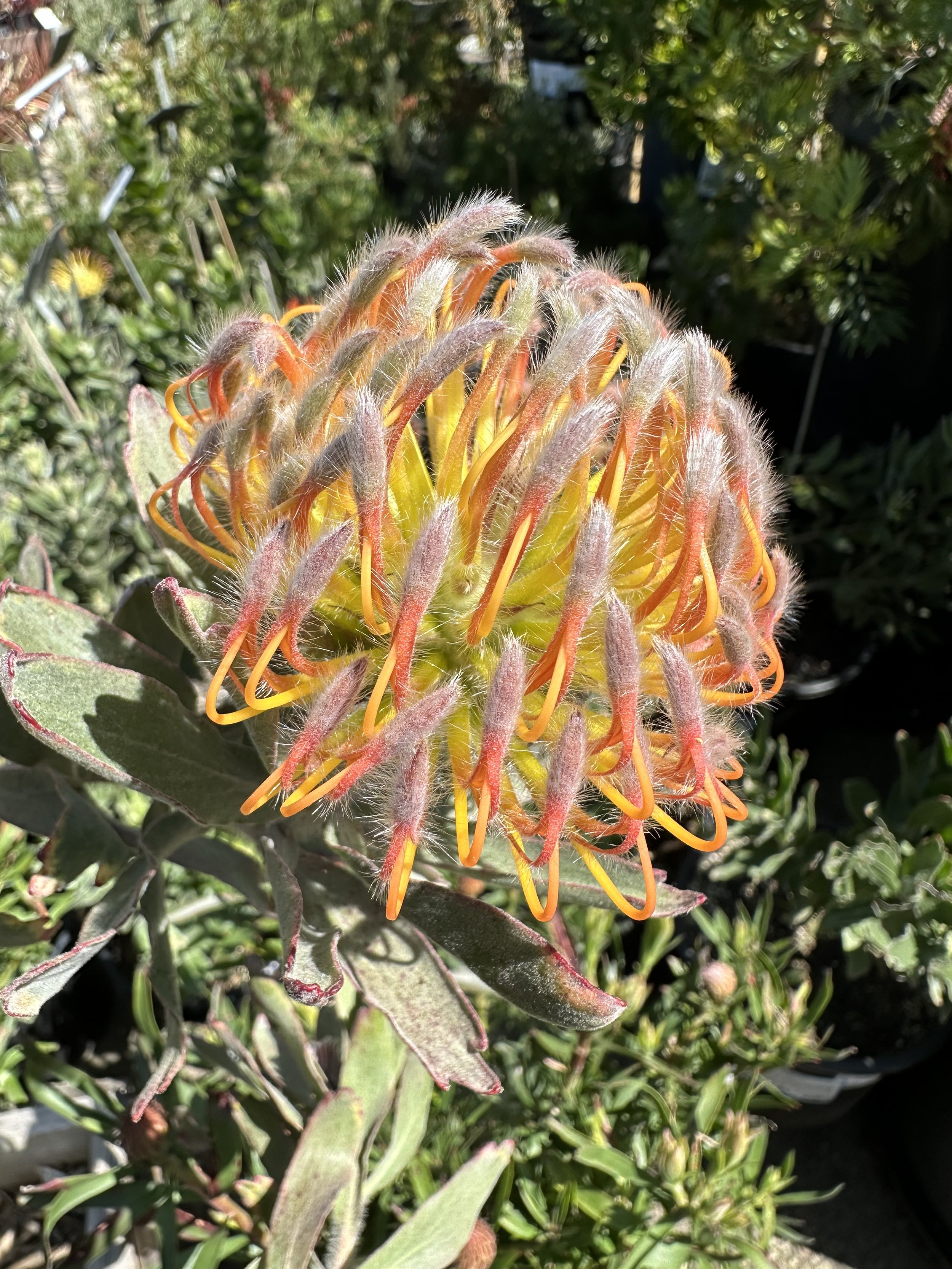 An Image of Leucospermum ‘Hawaiian Yellow’ in bloom