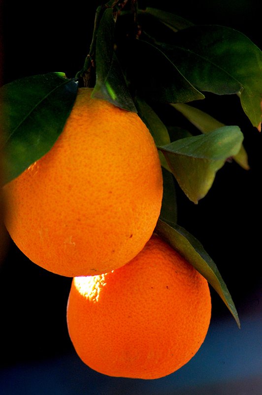 Orange 'Roberston'