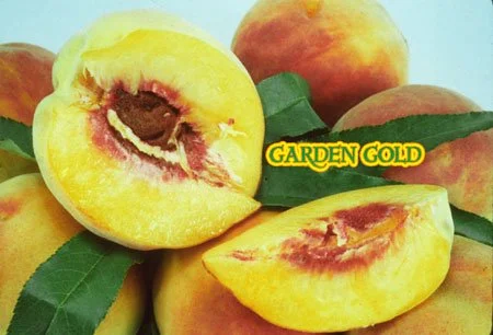 Garden Gold
