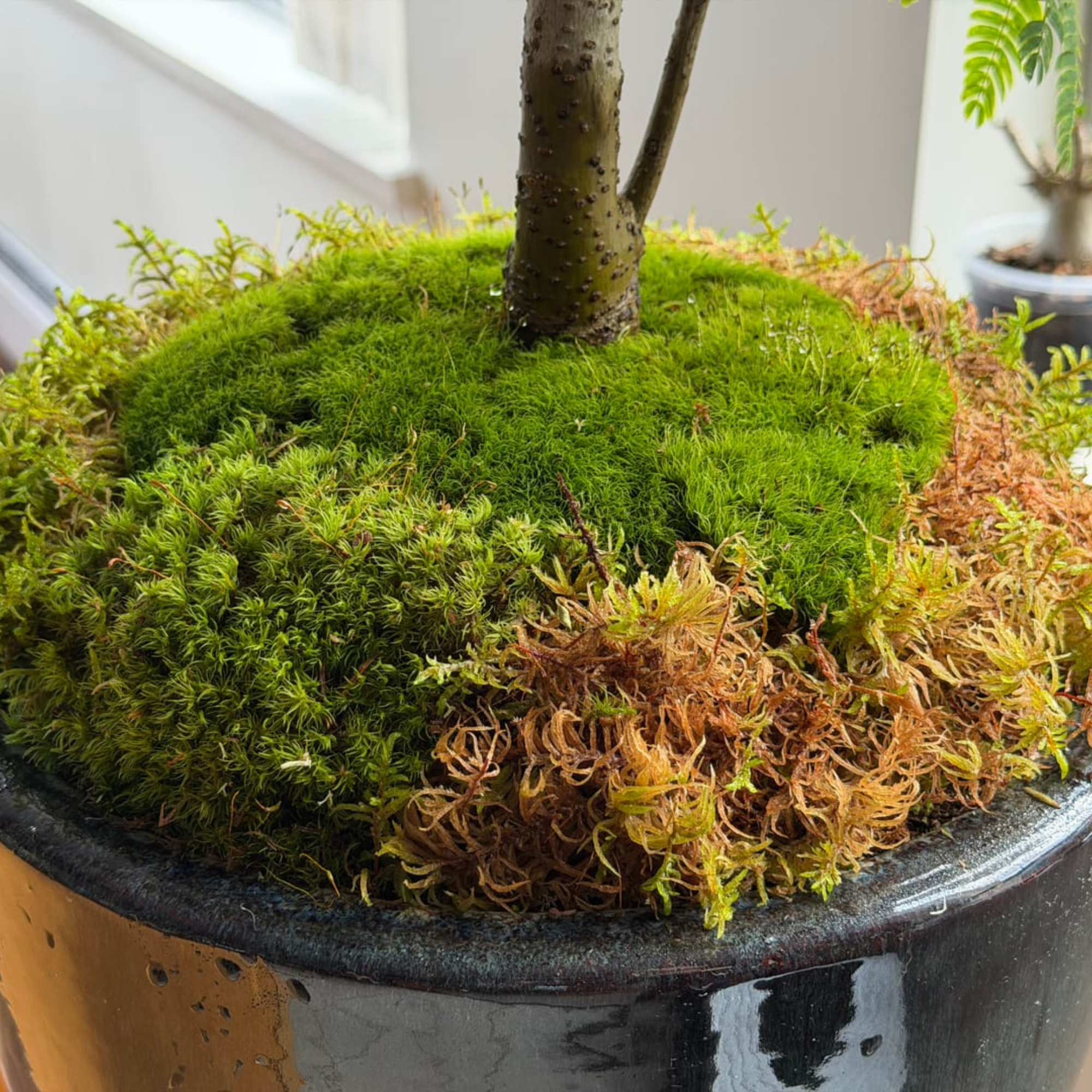 An image of a variety of mosses growing in a pot