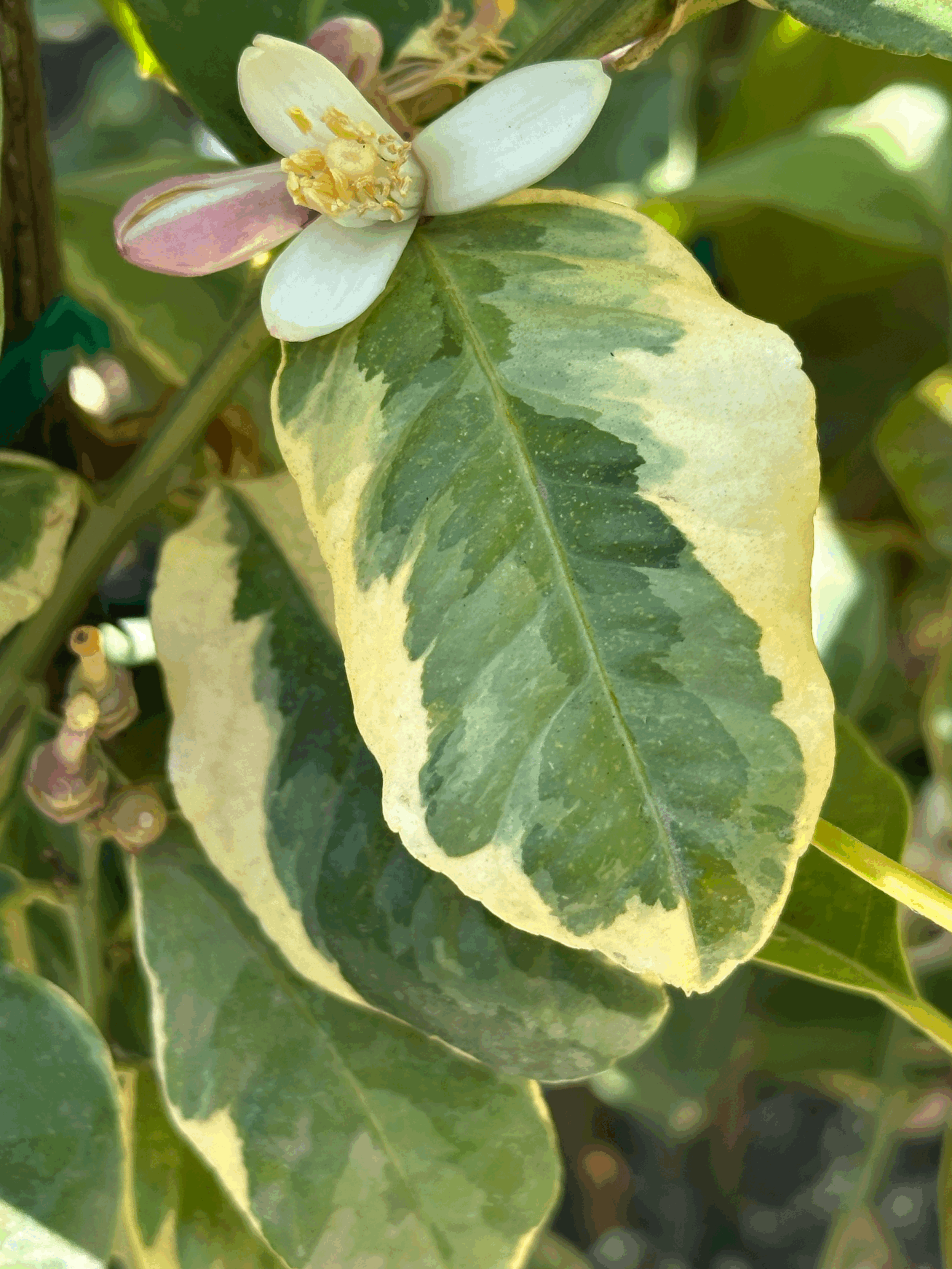 Lemon 'Variegated Pink Eureka'