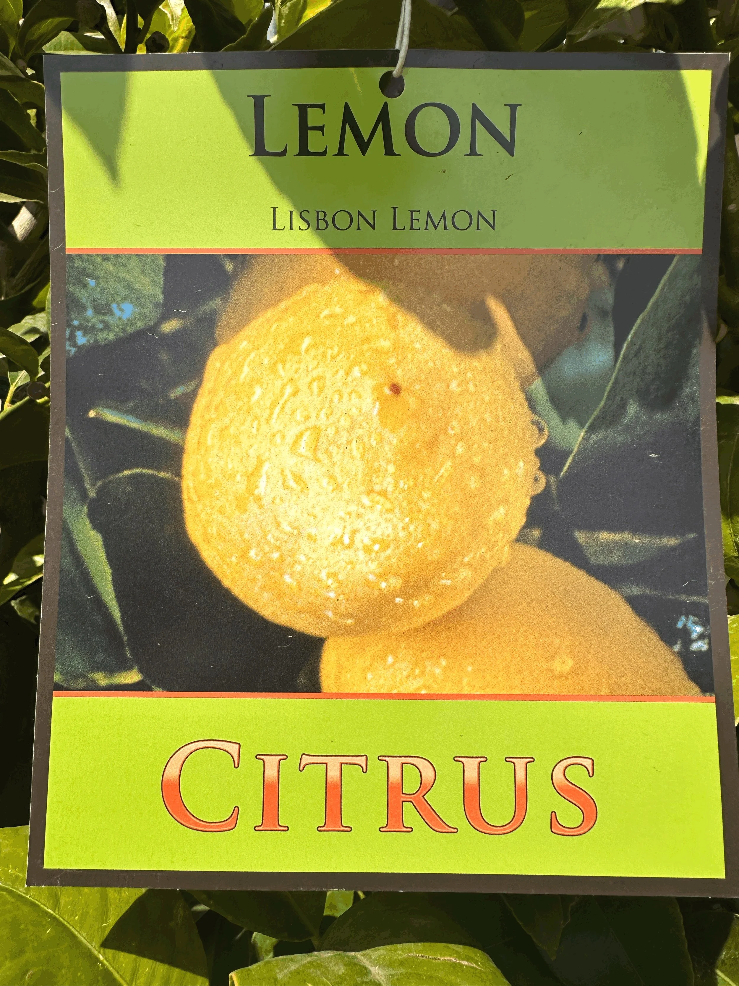 Lemons