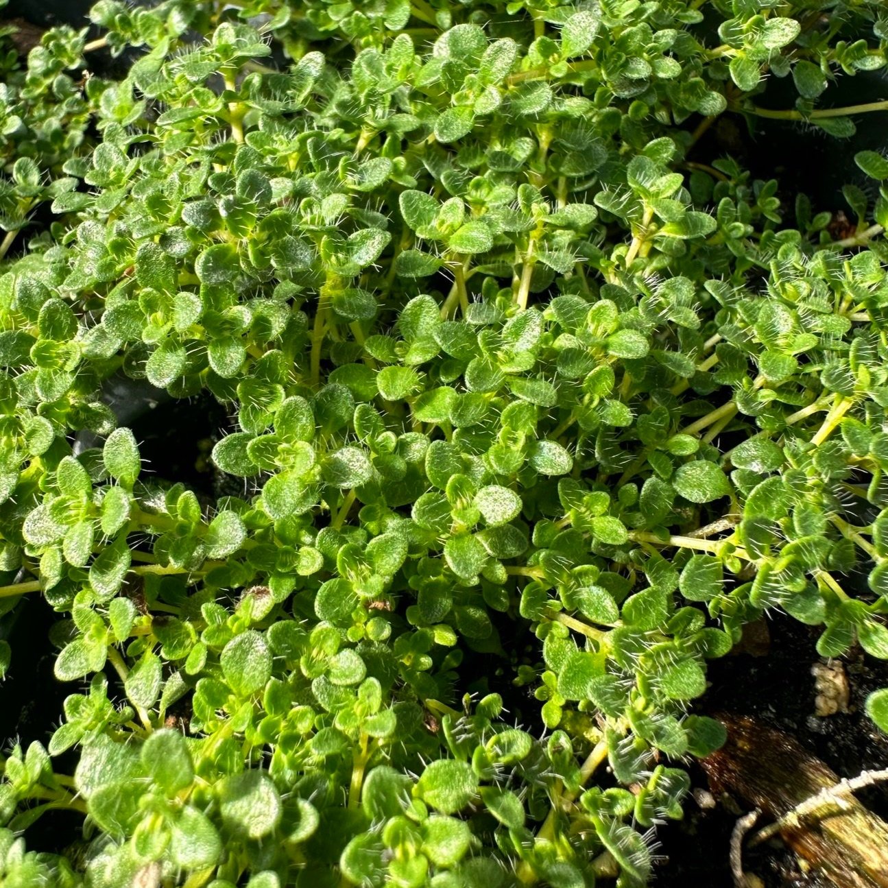 An image of Elfin Thyme showing the matting growth habit and foliage color