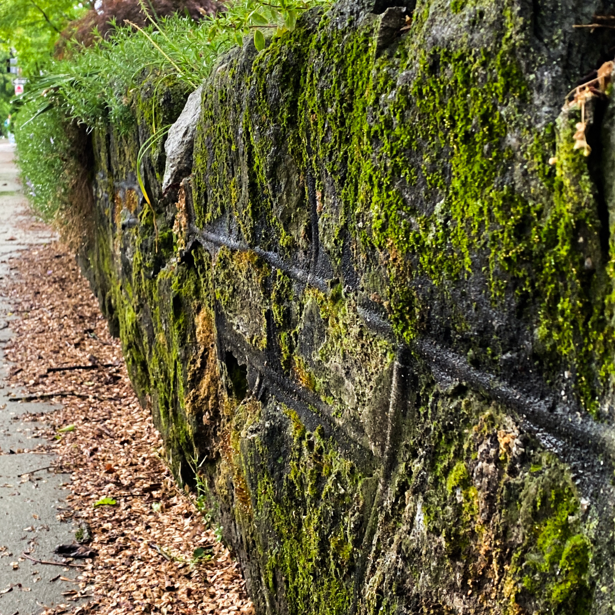 An Image of deep green moss growing on a rock wall