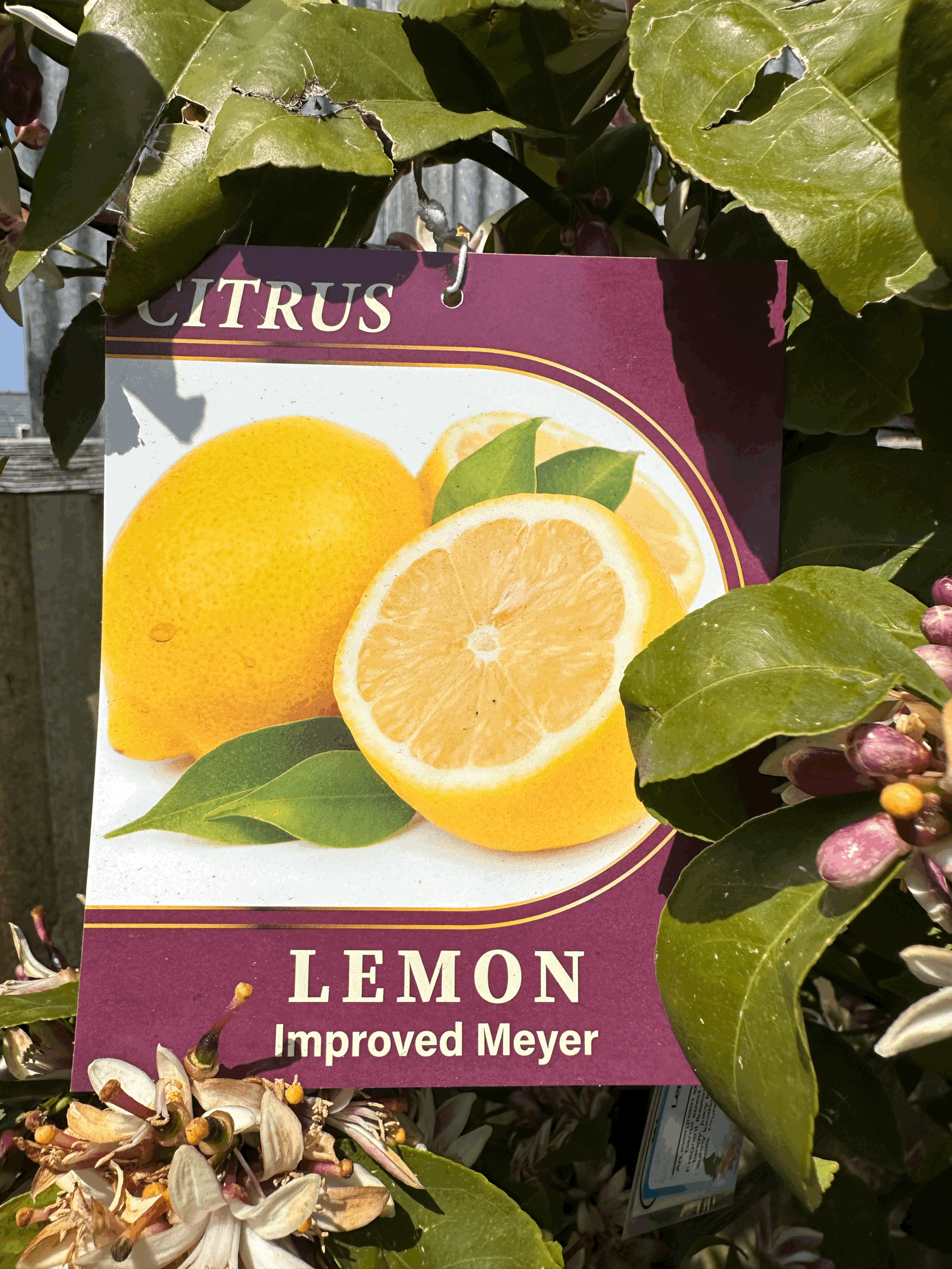 Lemon 'Meyer' (Certified Improved)