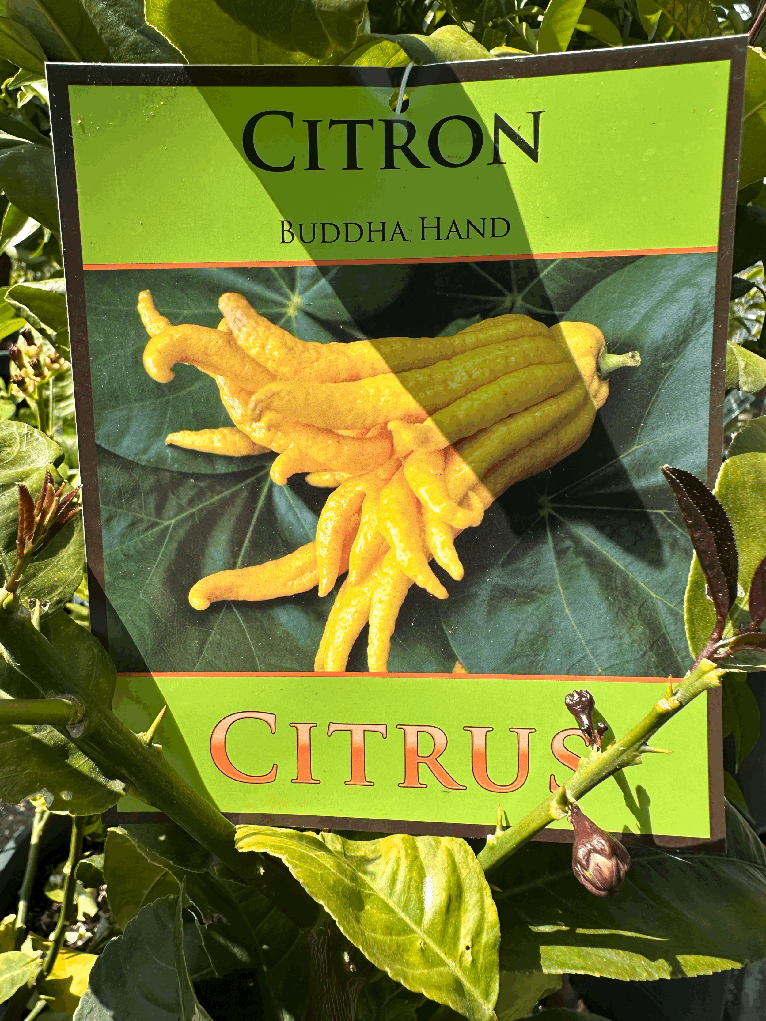 Citron 'Buddha's Hand'