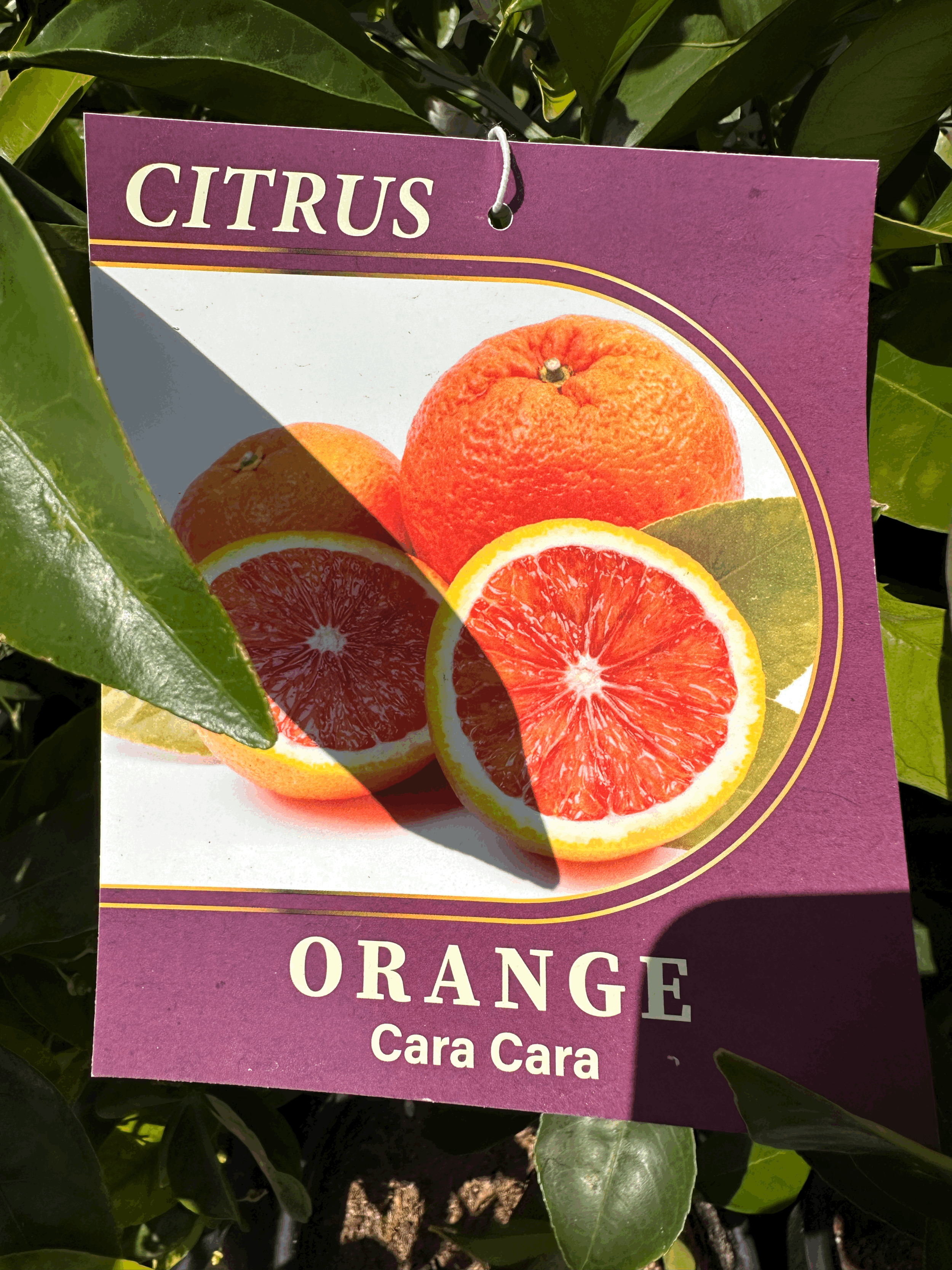 Orange 'Cara Cara'