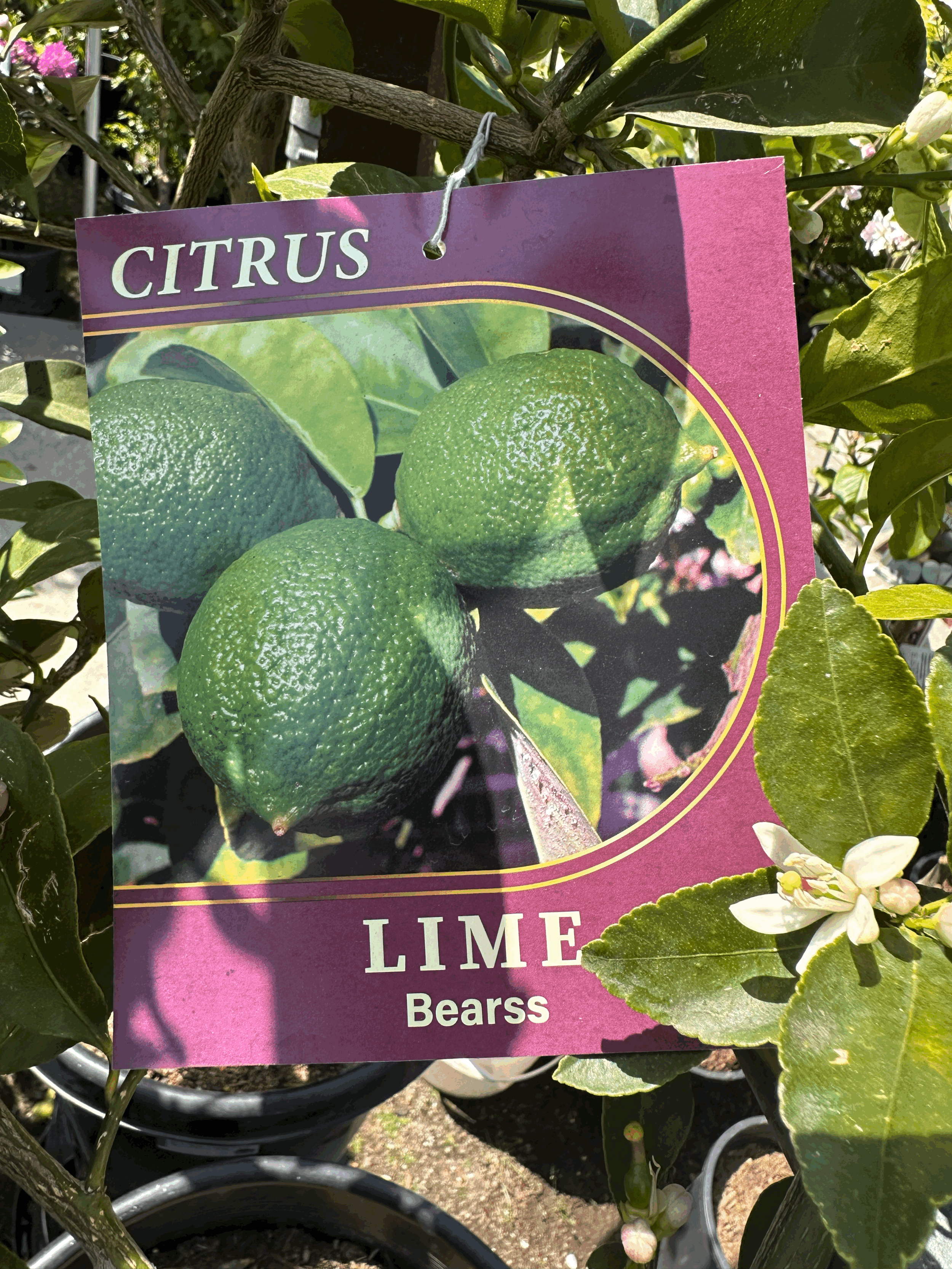Lime 'Bearss Seedless'