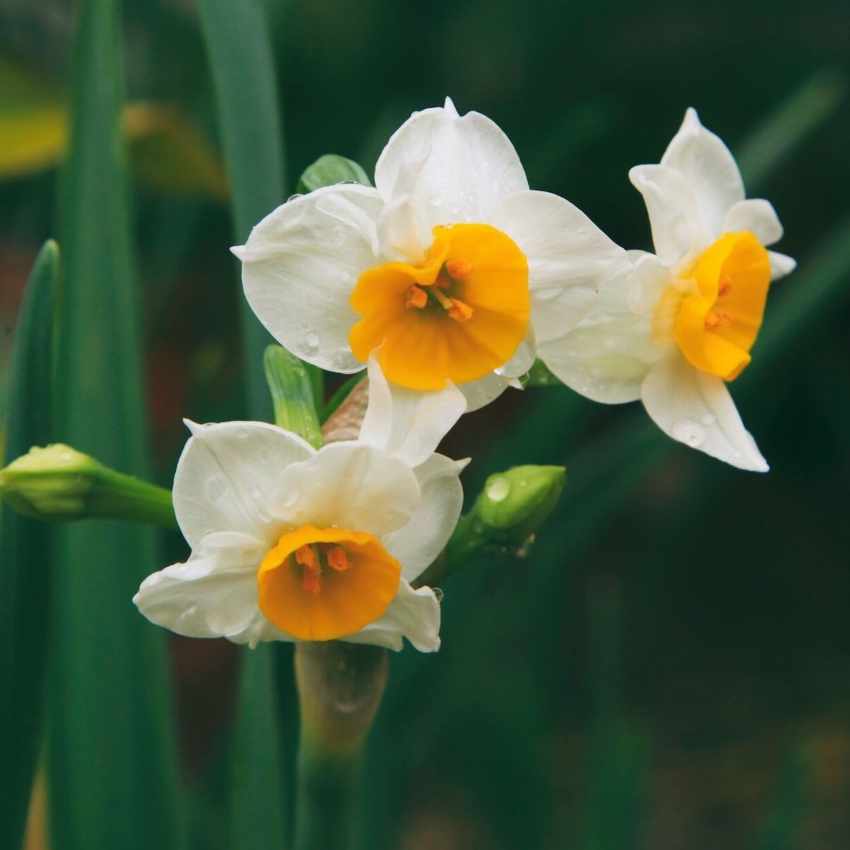 Daffodils & Narcissus – Floret Library