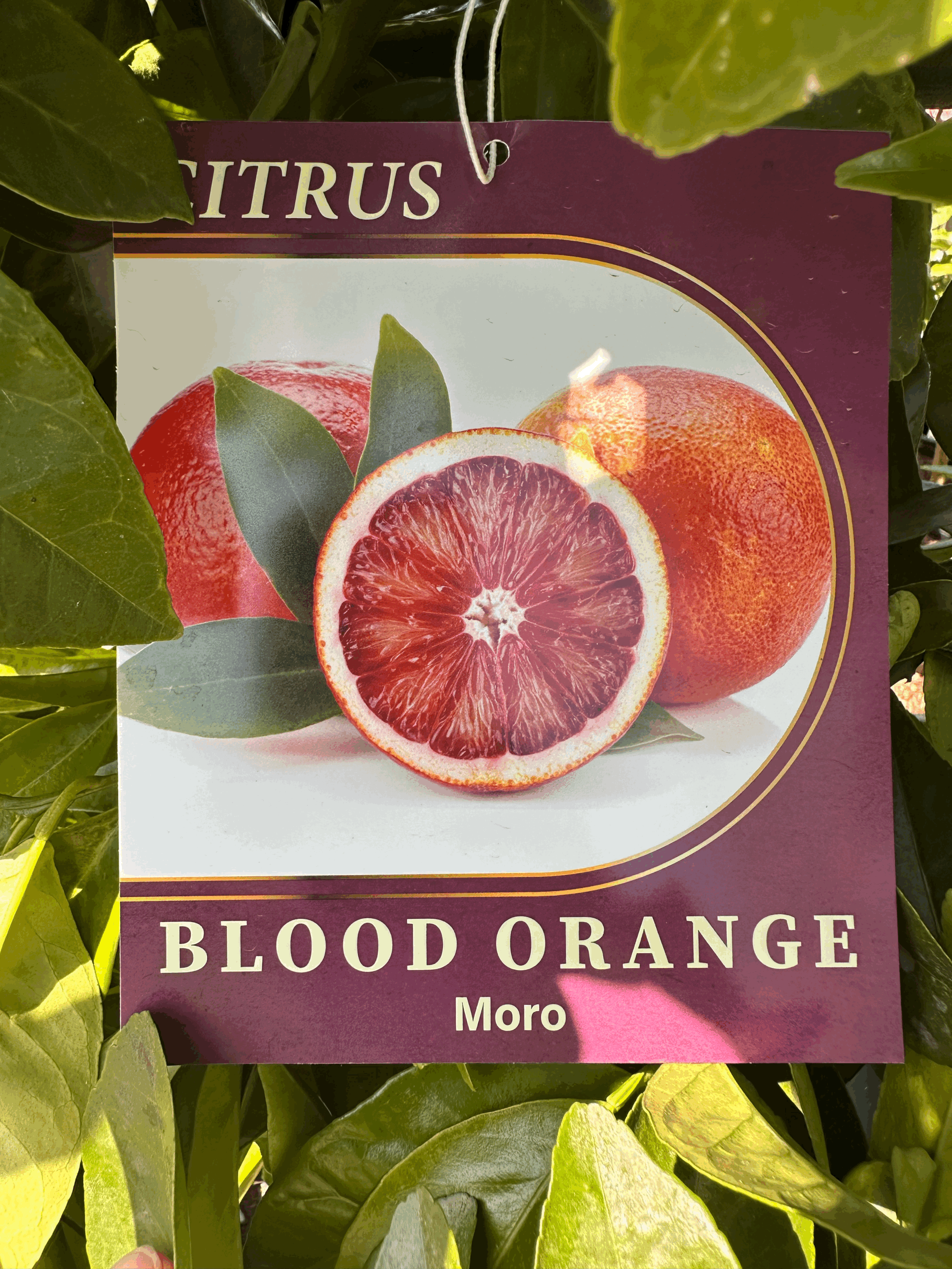 Orange, Blood - 'Moro'