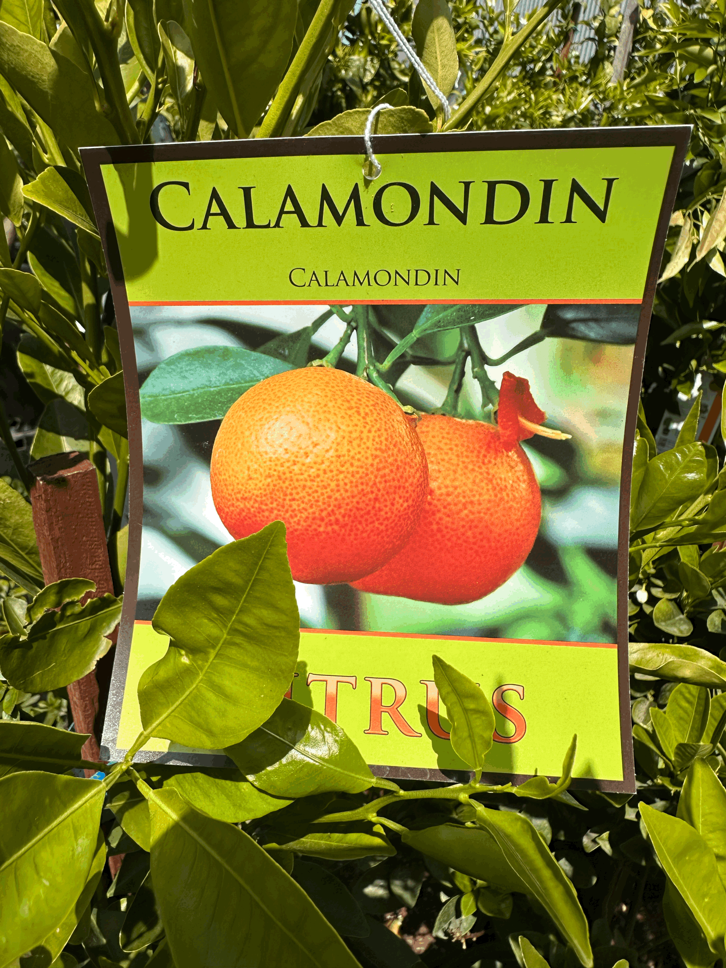 Calamondin