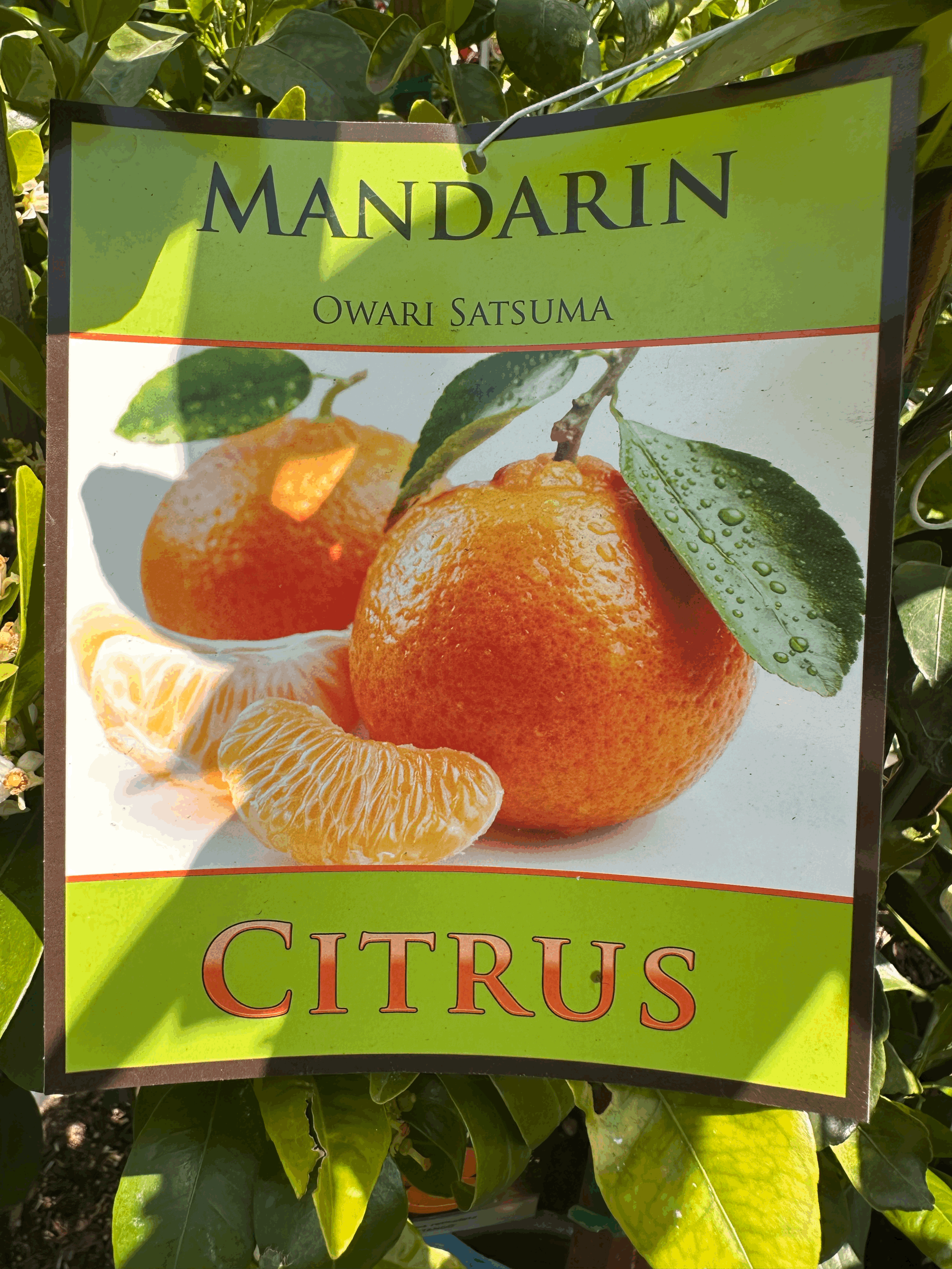 Mandarin 'Owari Satsuma'
