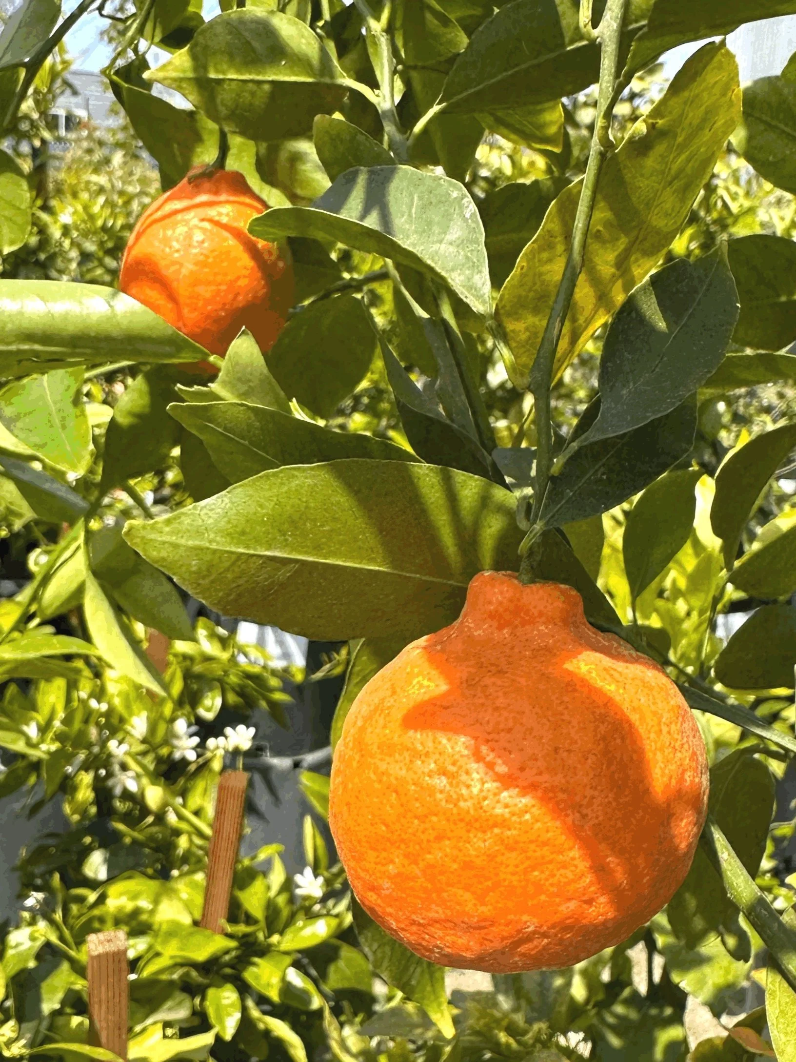 Mandarin 'Clementine'