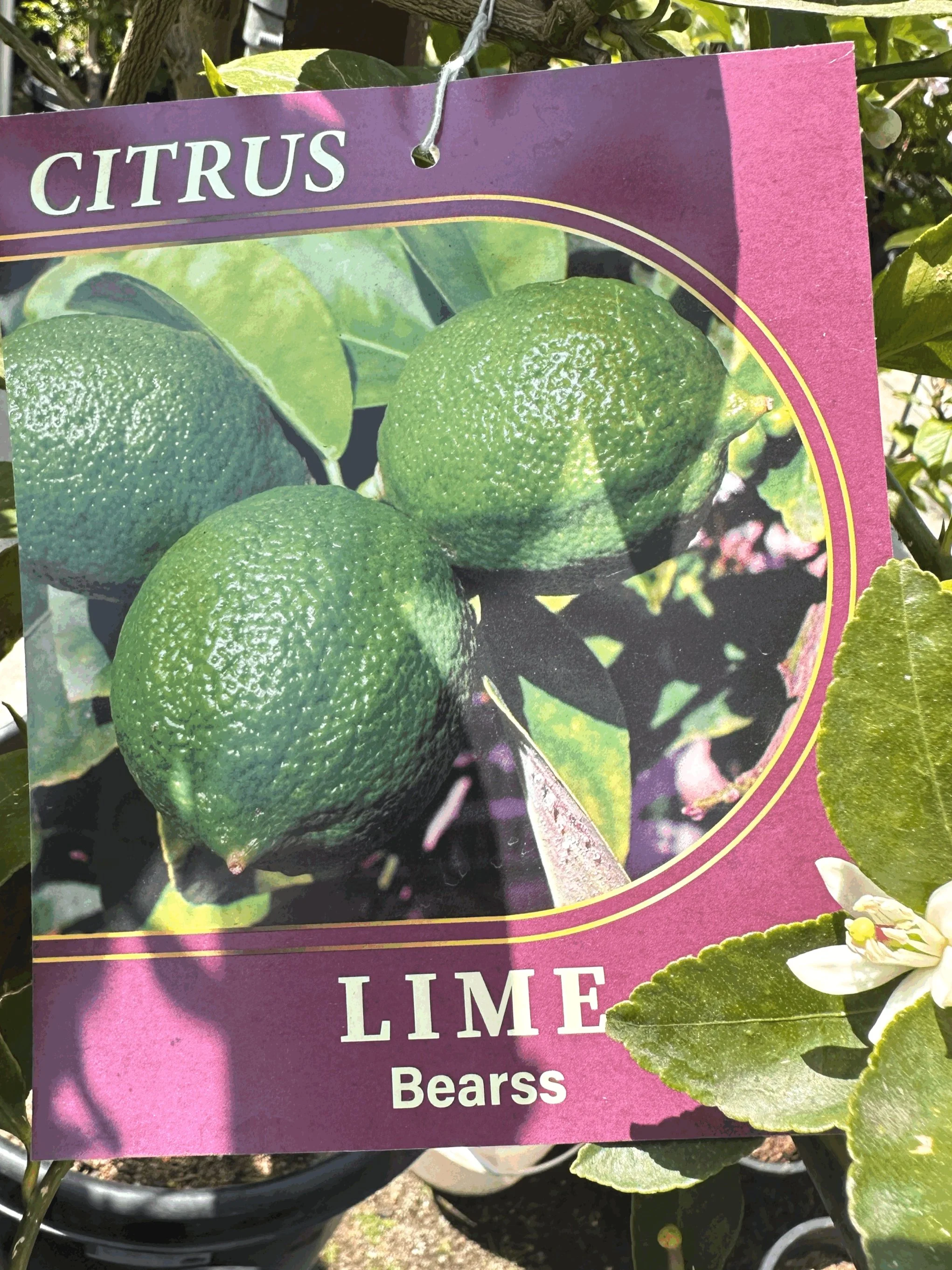 Limes