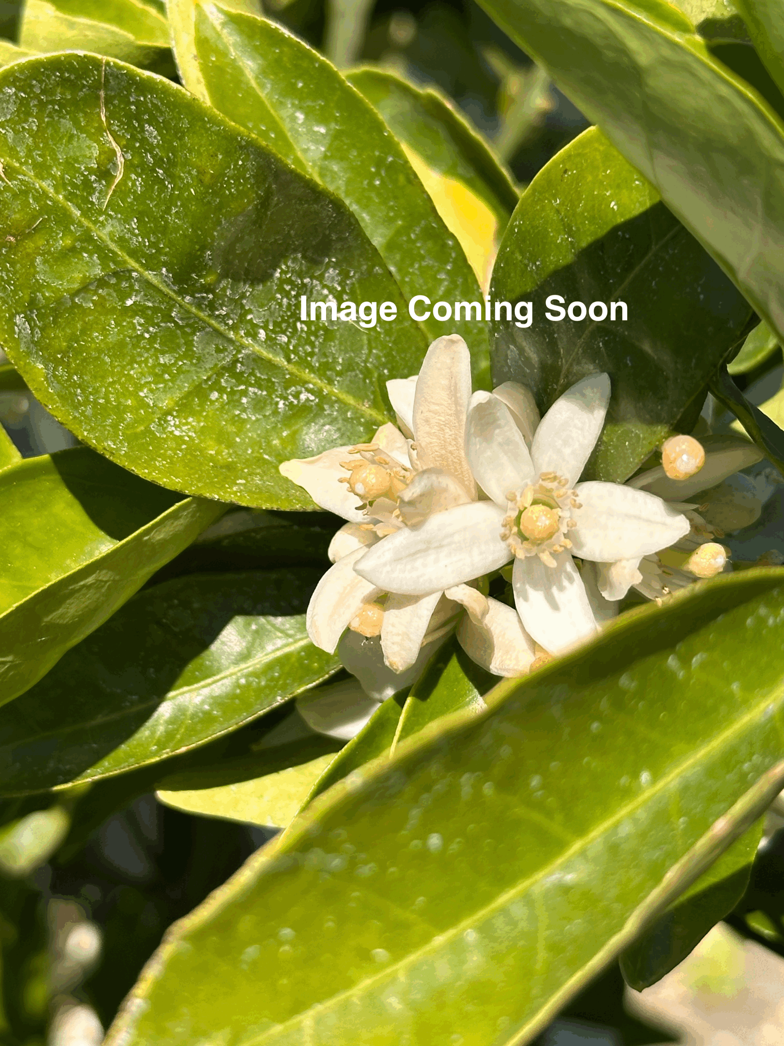 Grapefruit 'Oro Blanco'