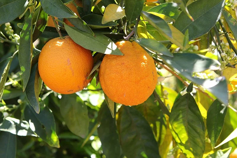 Orange 'Washington'