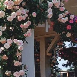 Click to access our Climbing Rose selections