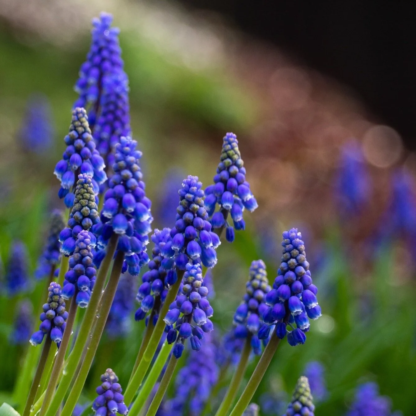 Blue flowered mascara (Grape Hyacinths) in bloom. Thank you @tomrootstudio