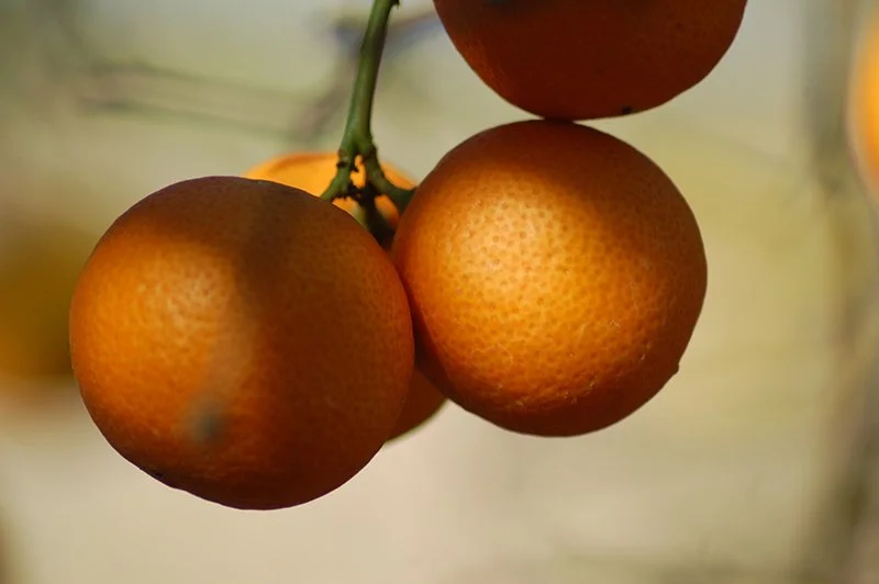 Lime 'Rangpur'