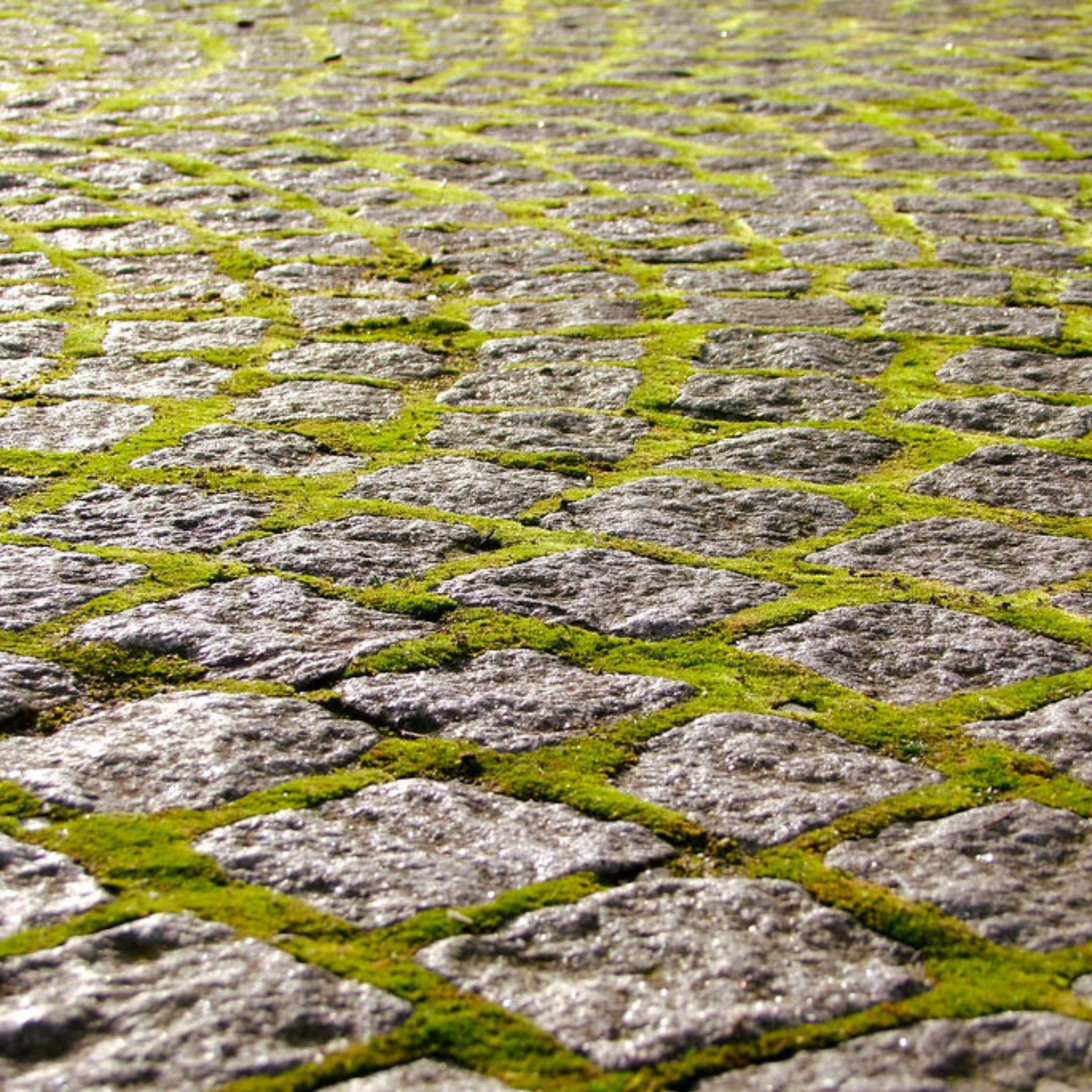 An image of a low growing moss growing between cobble stones