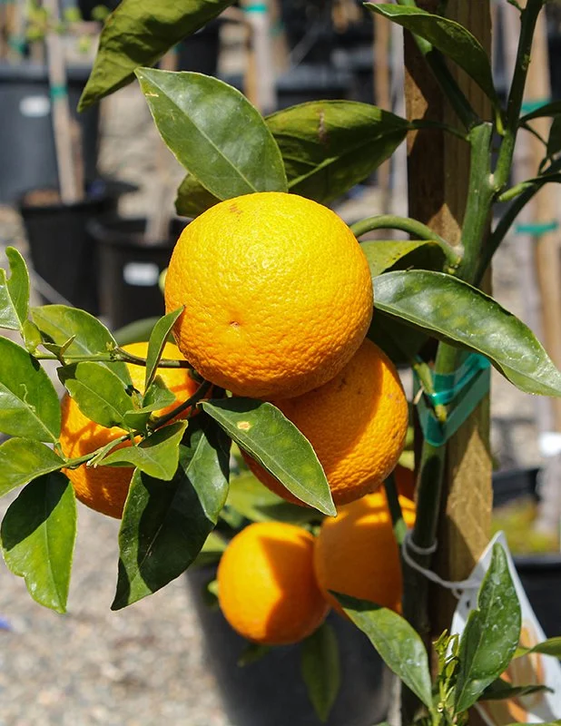 Orange 'Midnight Valencia'