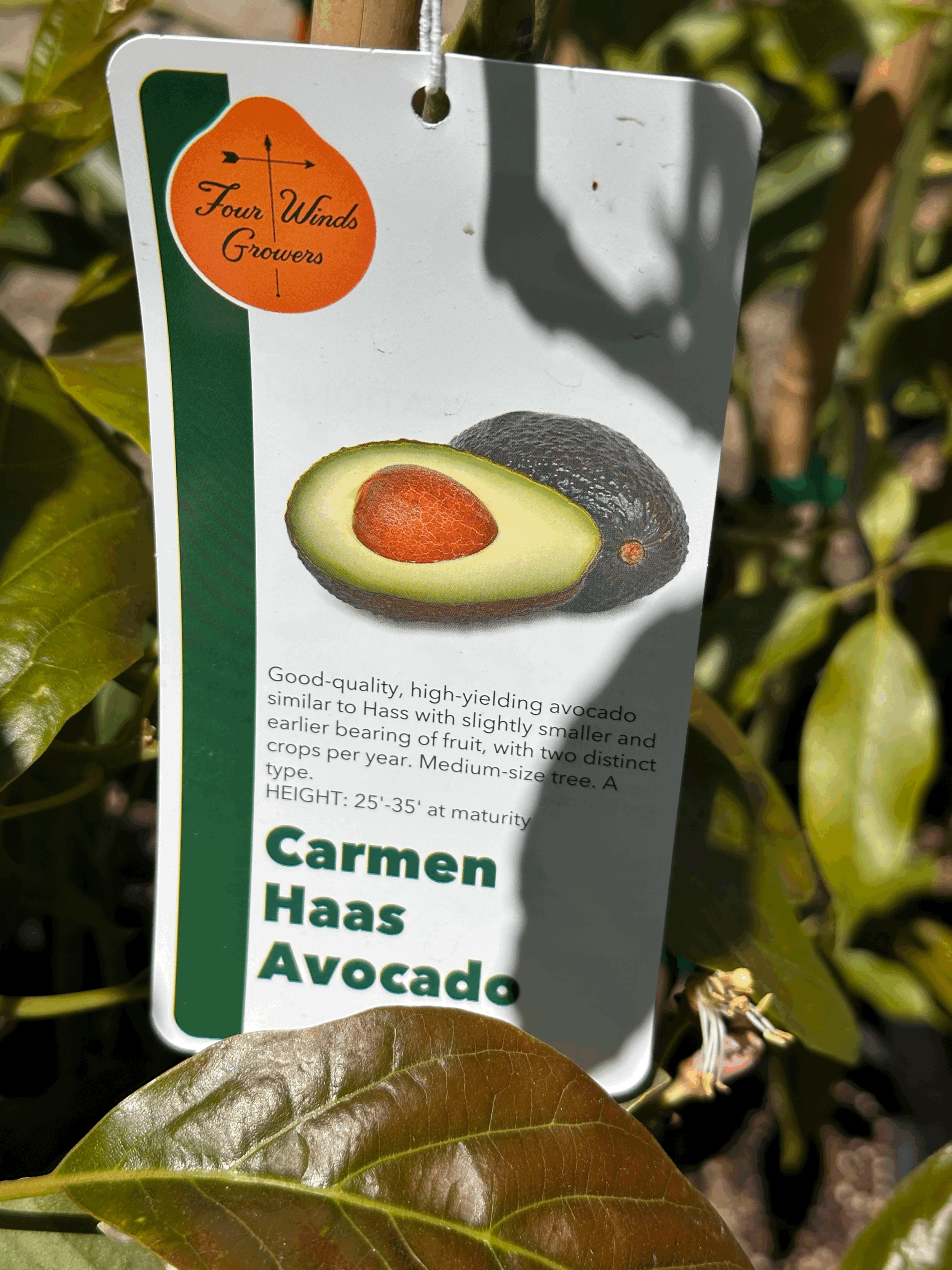 Avocado - Carmen Hass