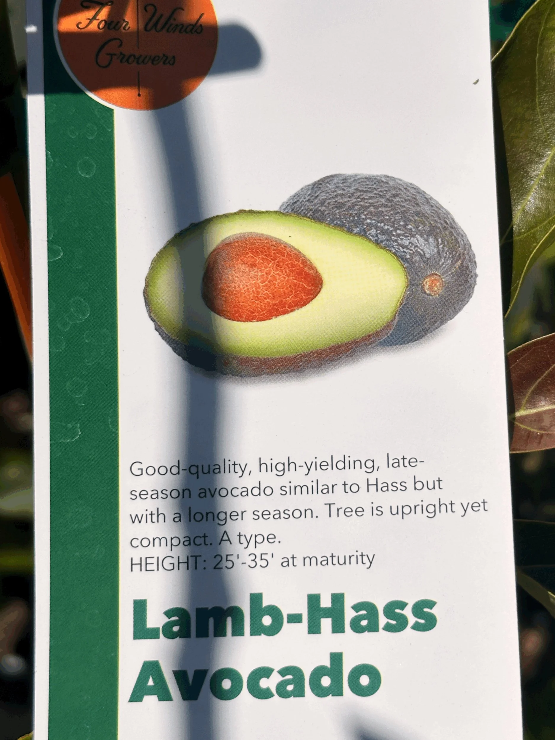 Avocado - Lamb Hass