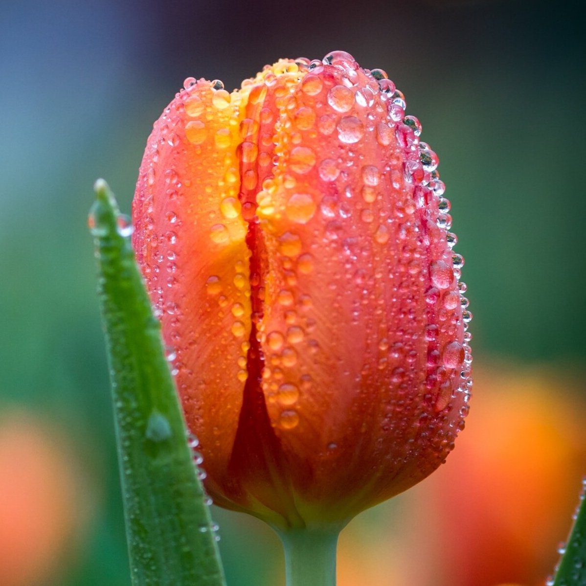 An image of an orange-red and yellow tulip. Thank you @jawis