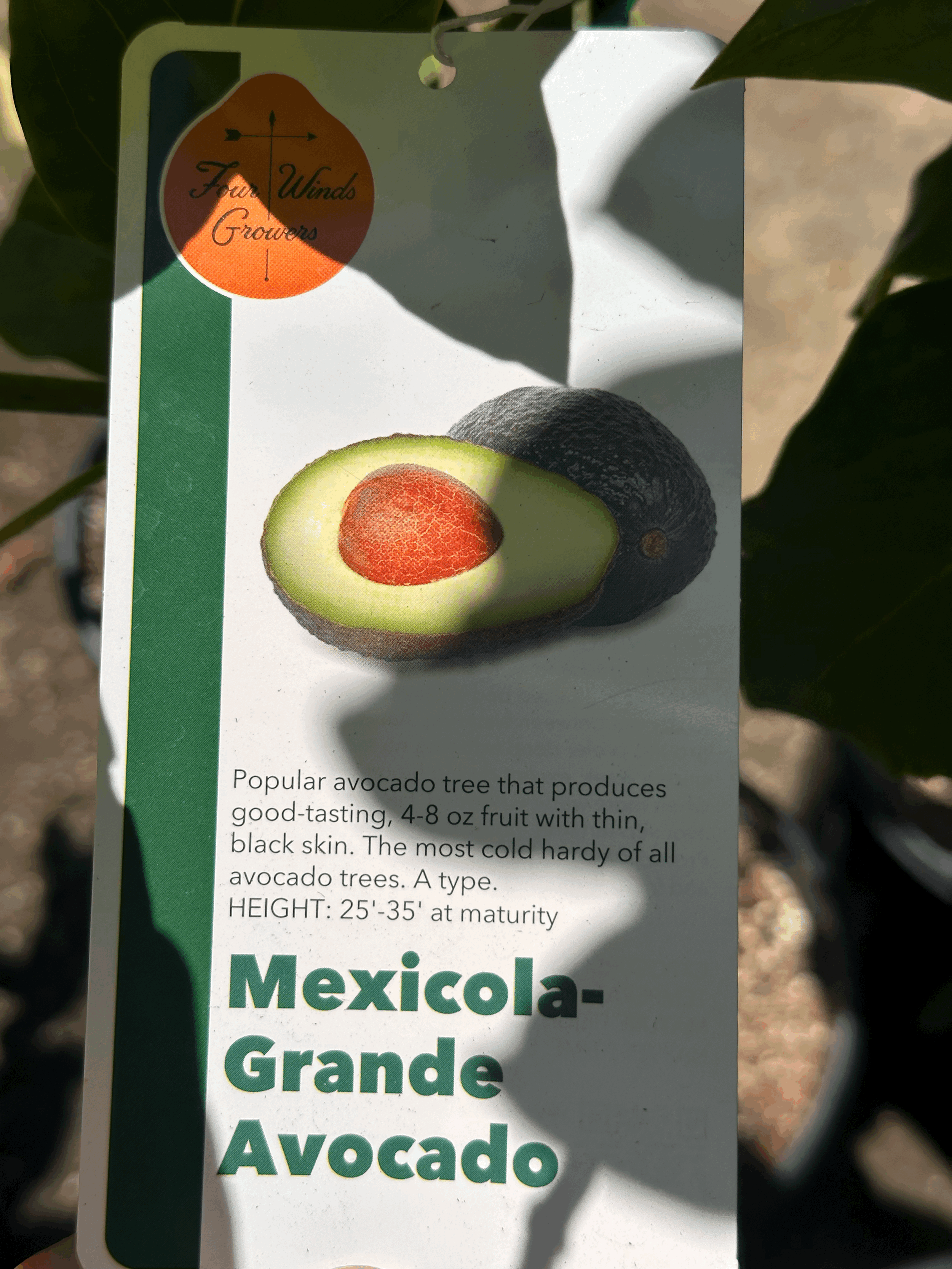 Avocado - Mexicola-Grande