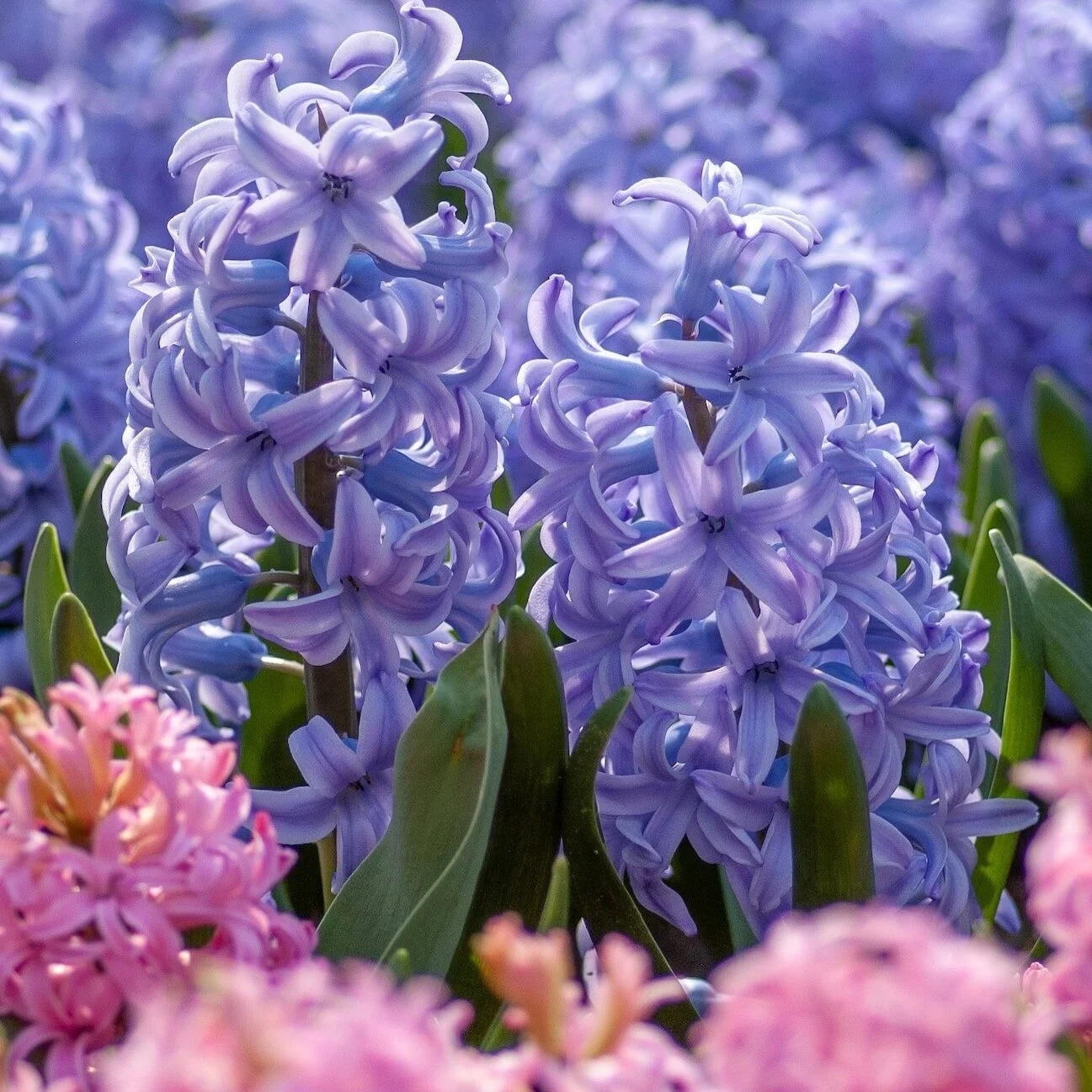 Blue flowering Hyacinths in bloom. Thank You @yoksel