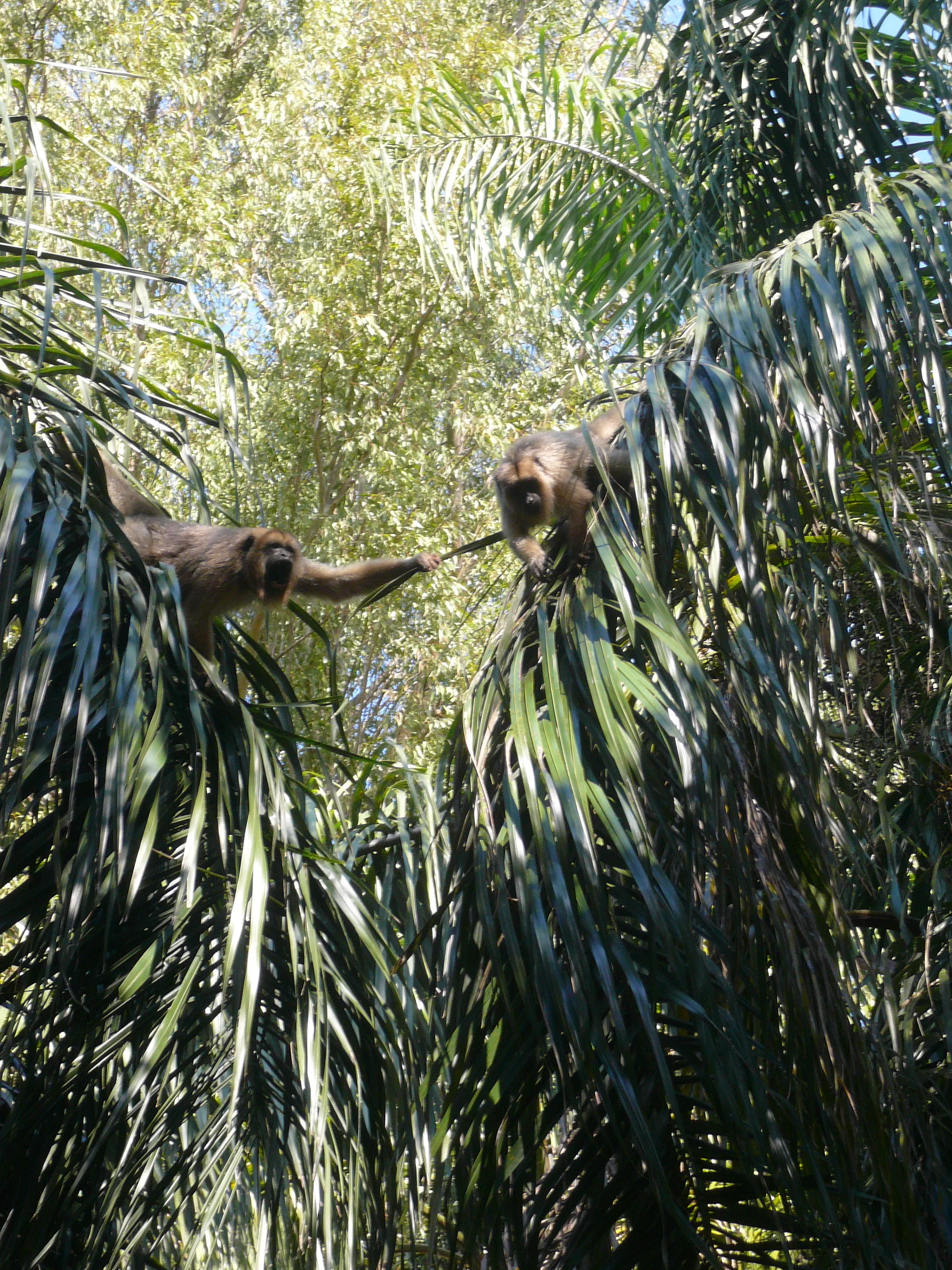 Monkeys!
