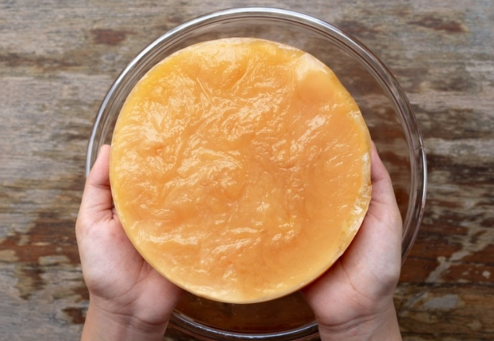 Healthy SCOBY culture for kombucha production. (P-fotography | Shutterstock)