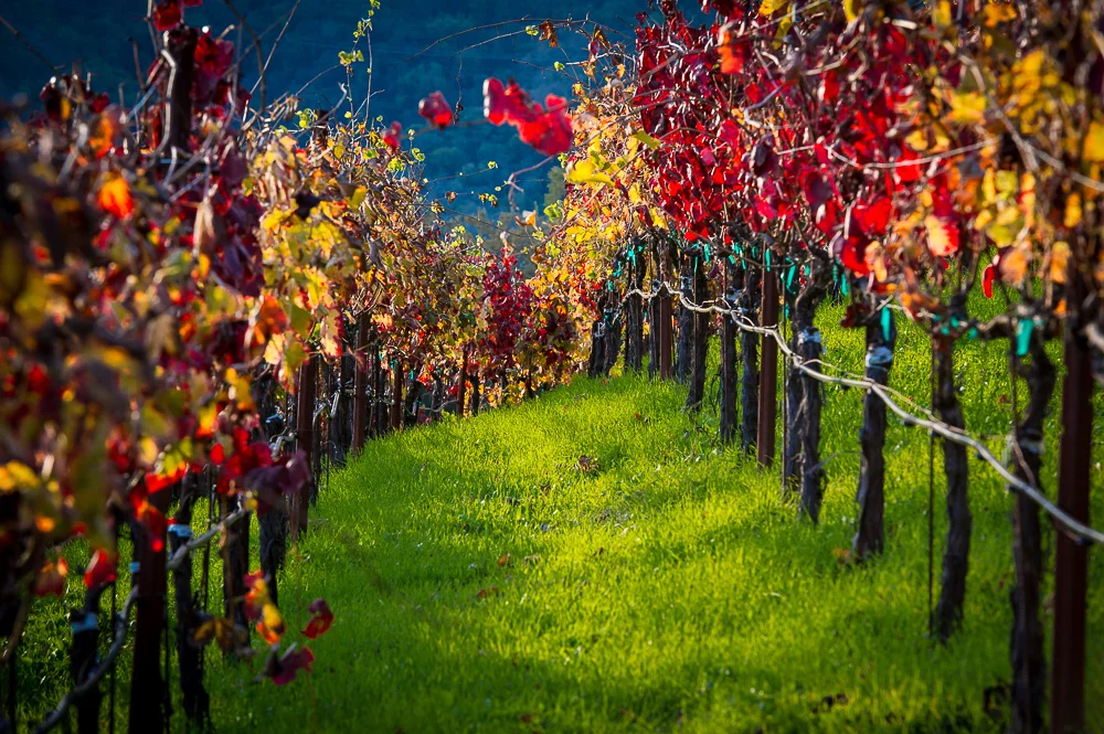 Aver Family Vineyards Gilroy Winery Vines in Fall