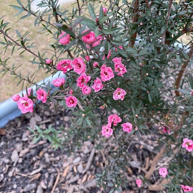 Practicing social distancing isn&rsquo;t so bad when you can put your hands in clean soil while planting a new garden... Stay safe and healthy everyone!
⬇️
#socialdistancing 
#containergardening 
#raisedgardenbeds 
#gardening 
#teatree
#cedarvinedesi