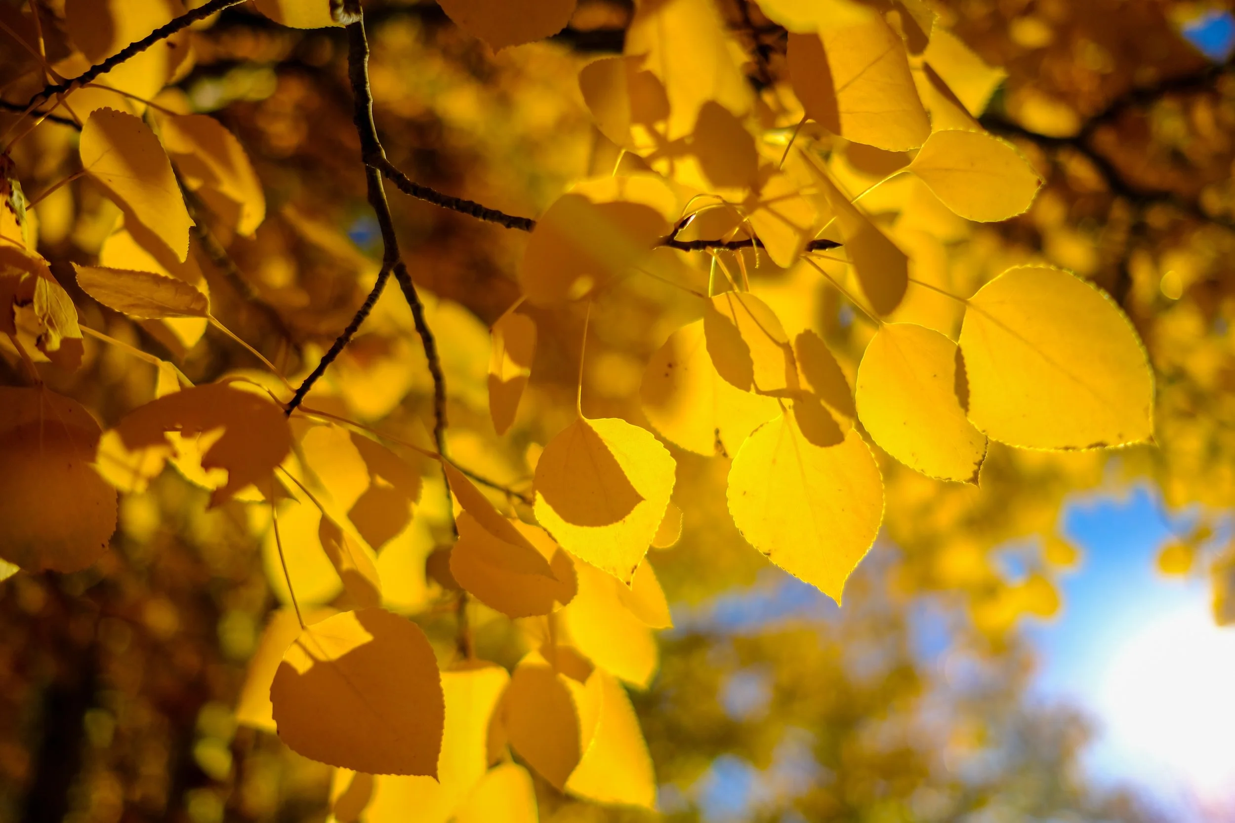 Resources・Therapy, Coaching, Consultations・Julie Bjelland, LMFT