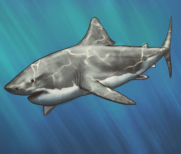 shark.jpeg