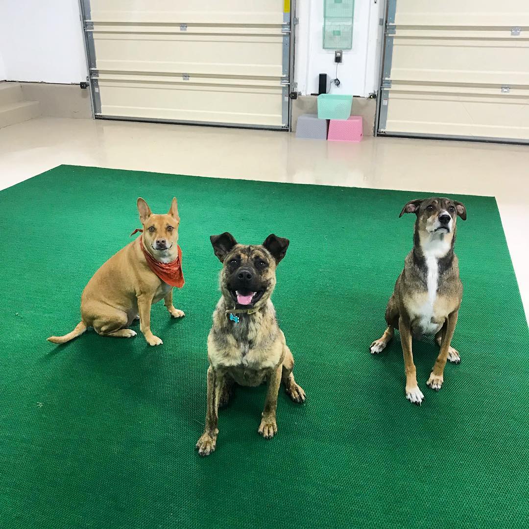 Dog Daycare and Dog Boarding in Missoula, MT