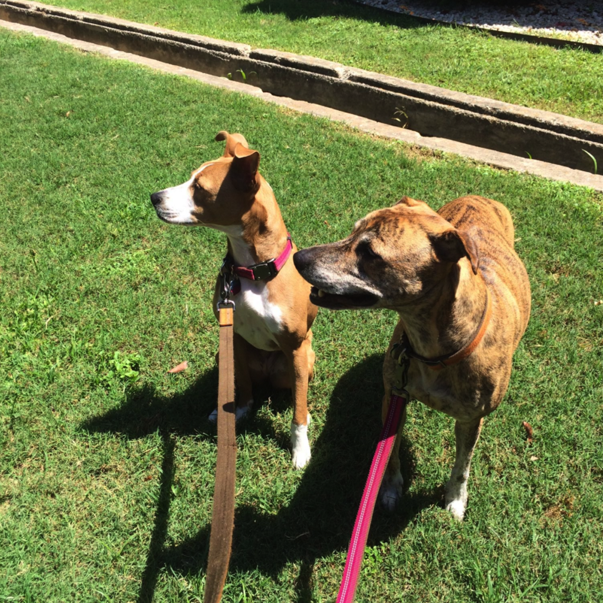 Dog Daycare and Dog Boarding in Missoula, MT