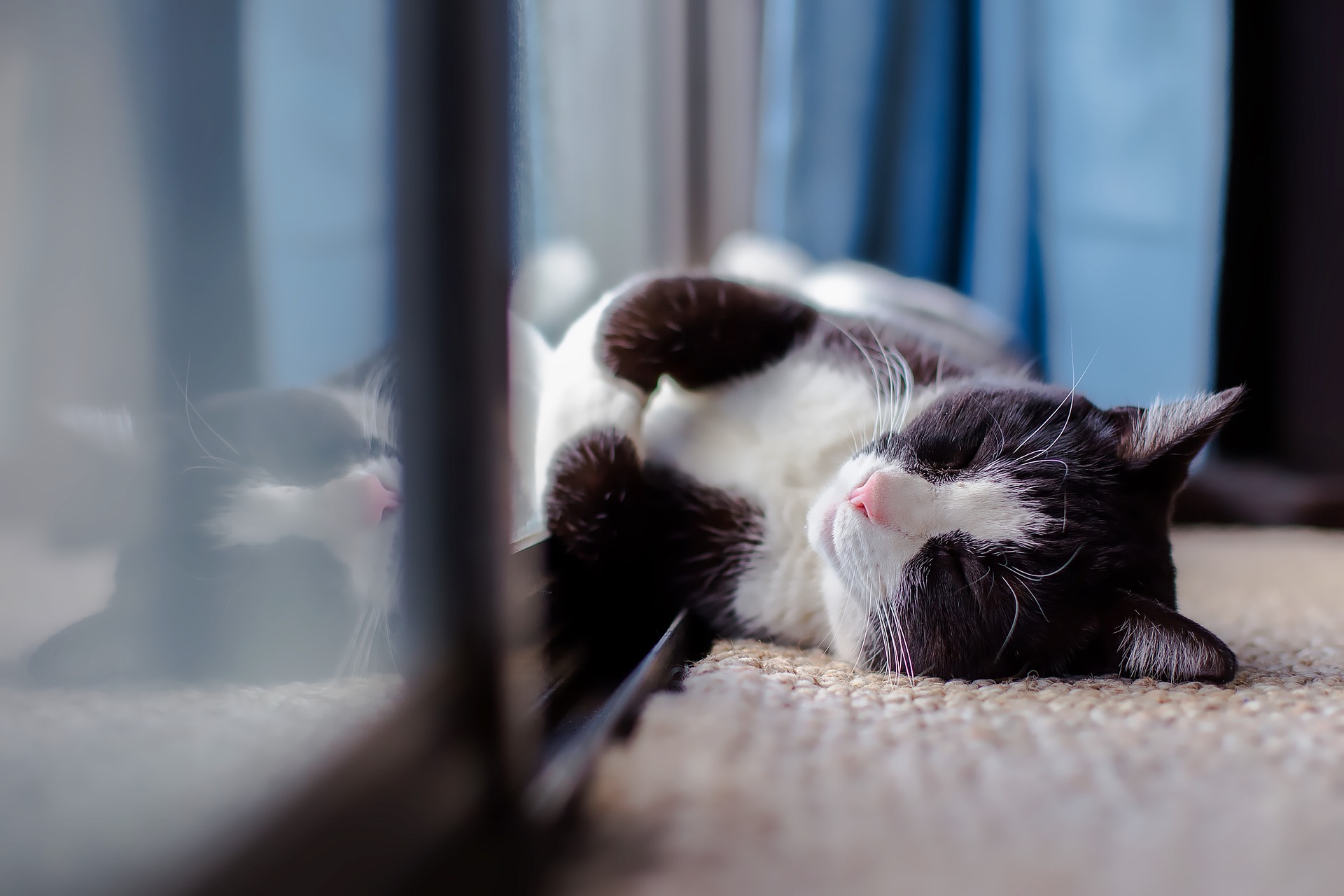 Cat Relaxing.jpg