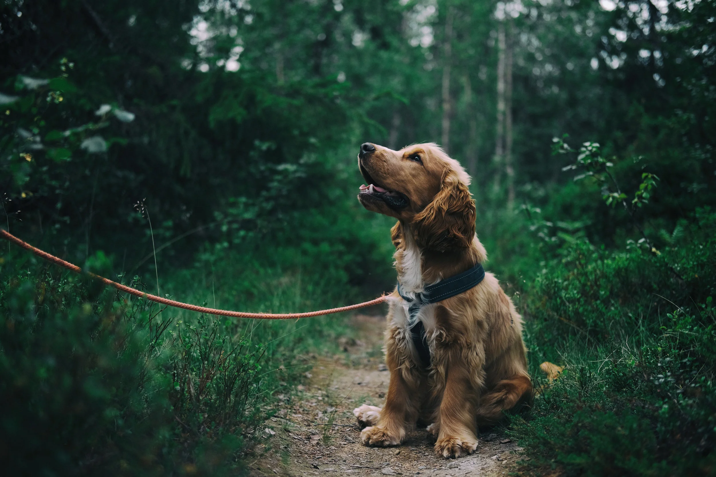 Dog on Leash.jpg
