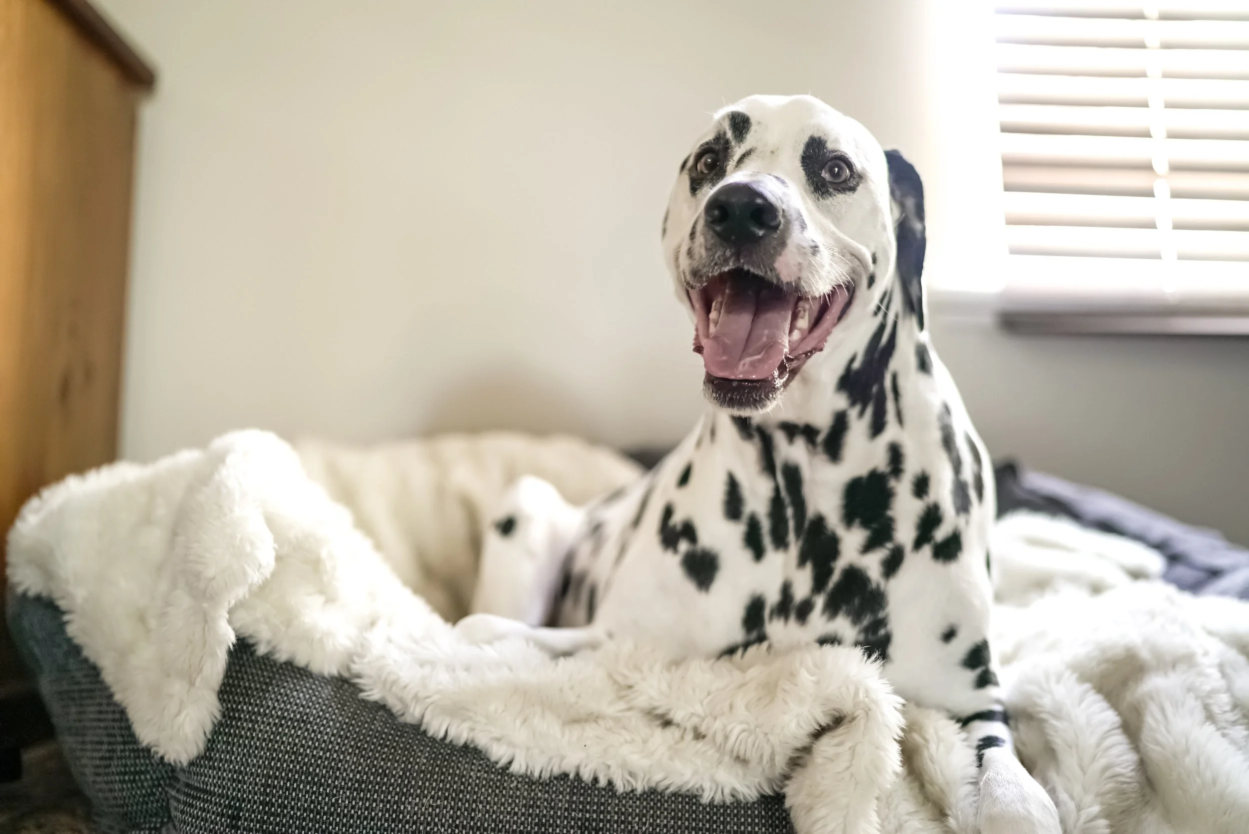 Dalmation Bed.jpg