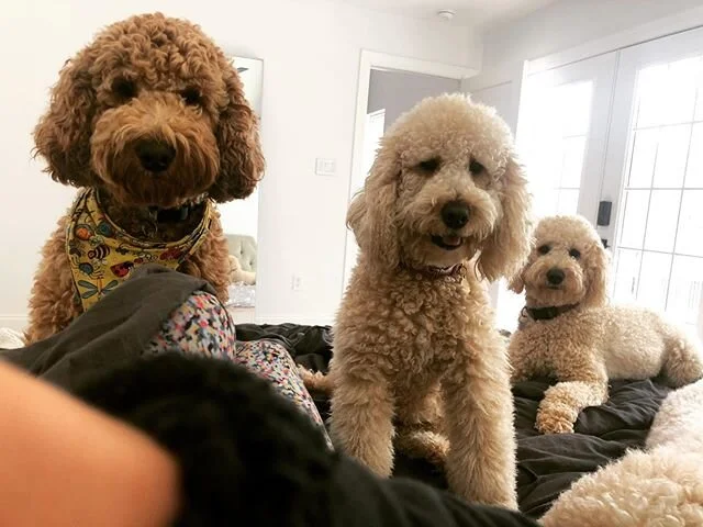 Mom we love your bed 🥰 🐶 &bull;
&bull;
#austingoldendoodles #doodlesofinstagram #goldendoodlesofinstagram #goldendoodles #minigoldendoodlesofinstagram #minigoldendoodles #puppies #dogbestfriend #puppiesofaustin #austintexas #cutedogs #cutedoodles #
