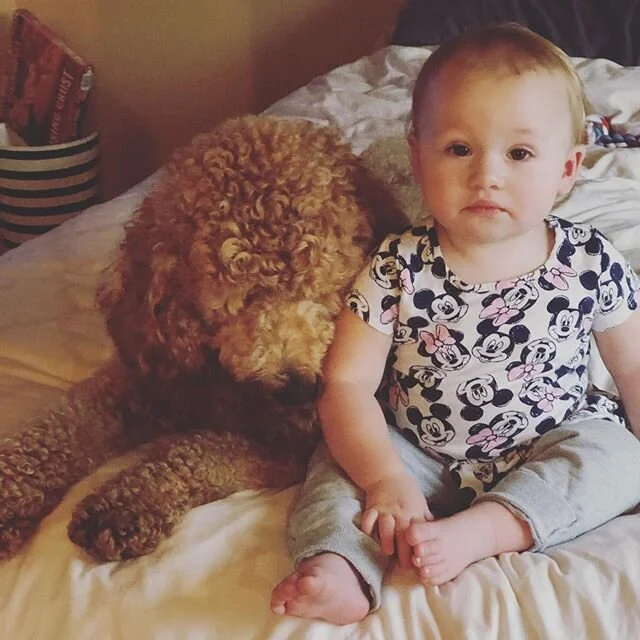 Coco found her soul sister. Coco would be the forever guardian of this little Angel and her brother. Hooray Goldendoodle 🌹🏡 🐶 🍼 👶 👫 &bull;
&bull;
#austingoldendoodles #doodlesofinstagram #goldendoodlesofinstagram #goldendoodles #minigoldendoodl