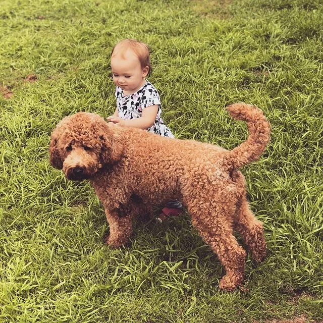 Coco found her soul sister. Coco would be the forever guardian of this little Angel and her brother. Hooray Goldendoodle 🌹🏡 🐶 🍼 👶 👫 &bull;
&bull;
#austingoldendoodles #doodlesofinstagram #goldendoodlesofinstagram #goldendoodles #minigoldendoodl